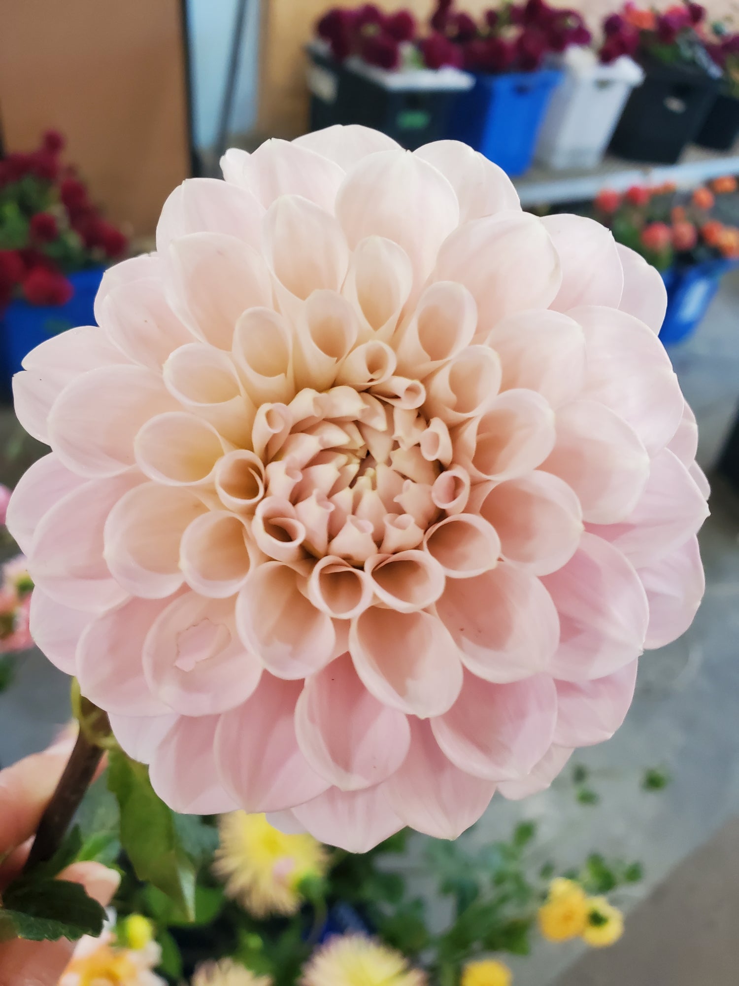 Dahlia