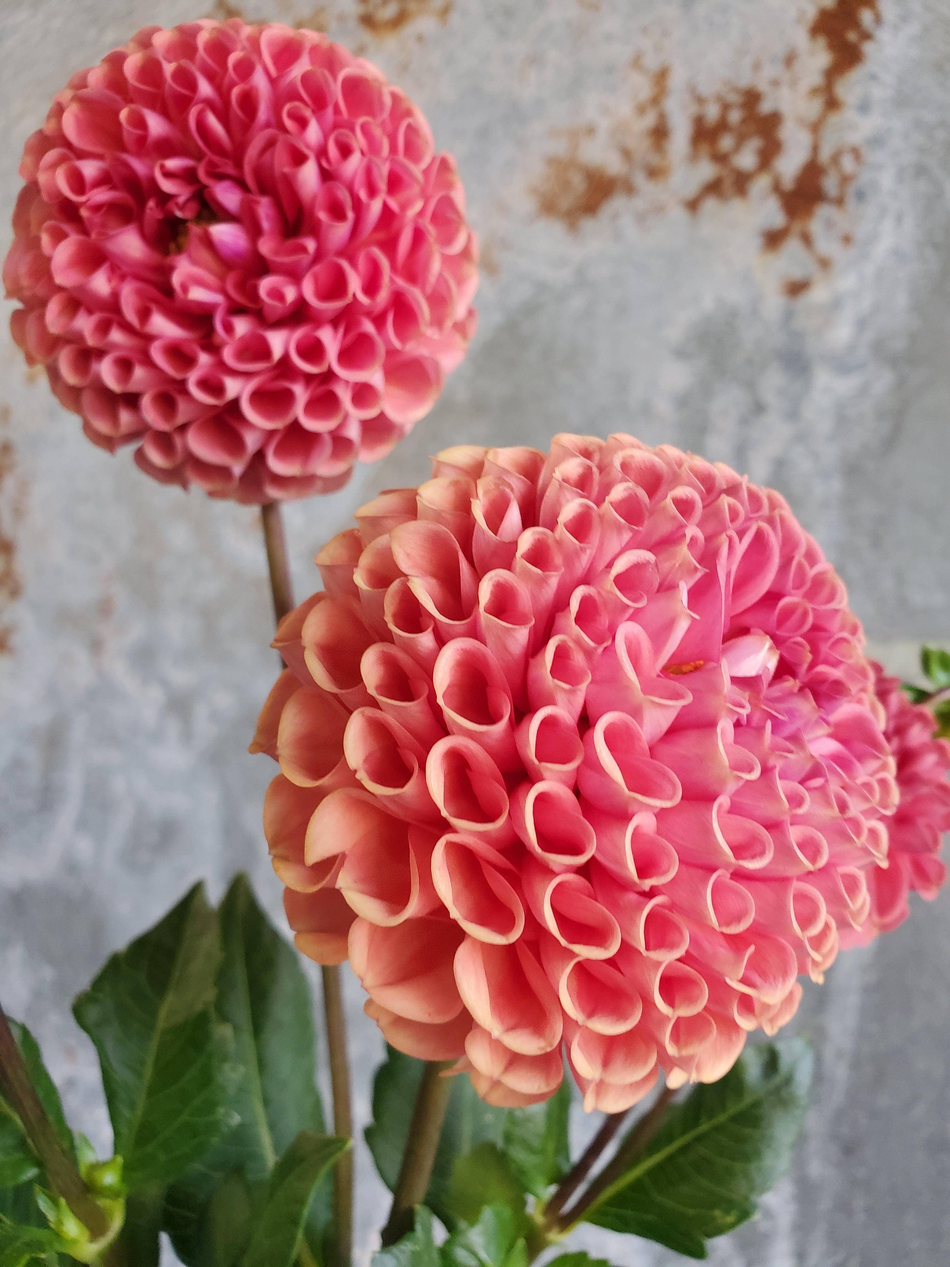 Dahlia