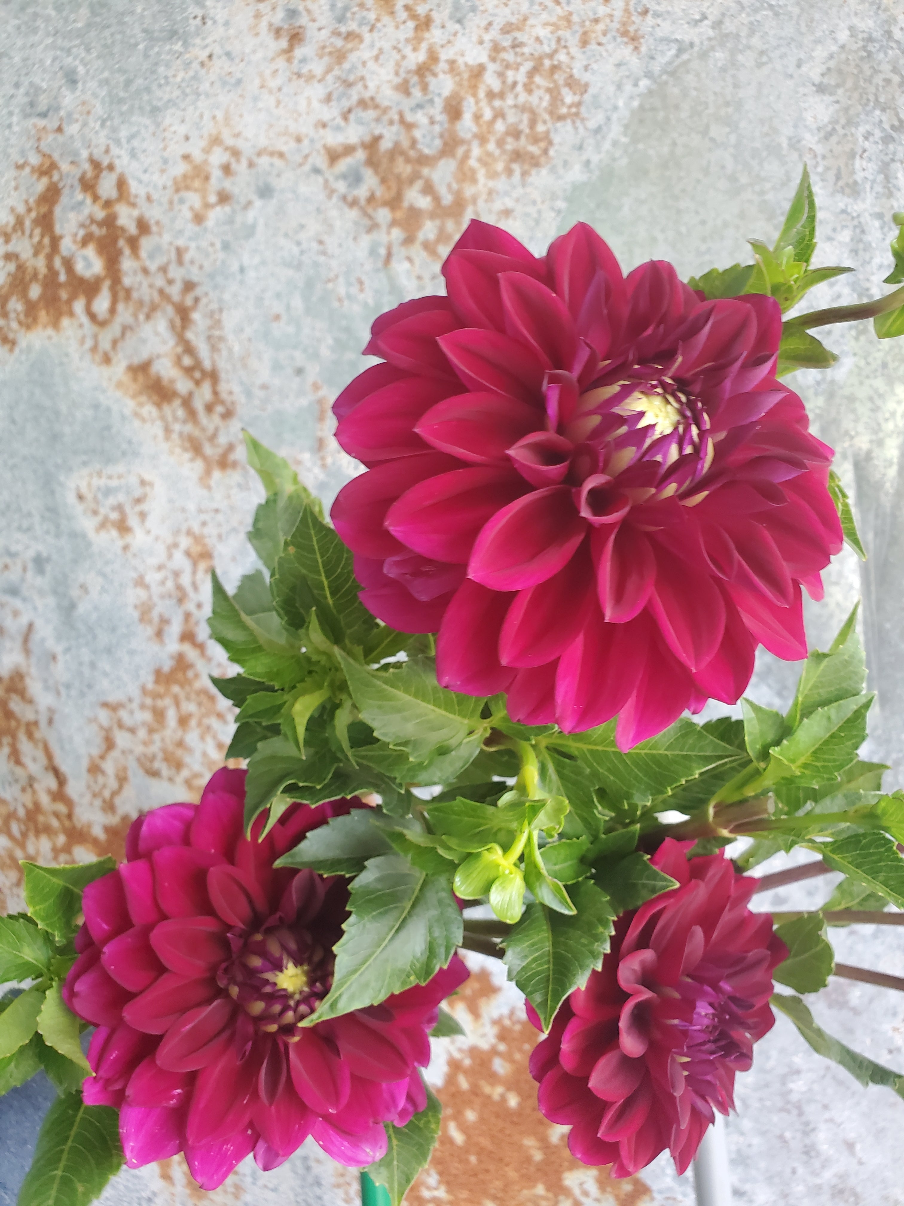 Dahlia