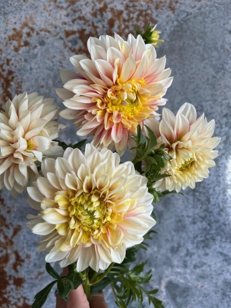 Dahlia