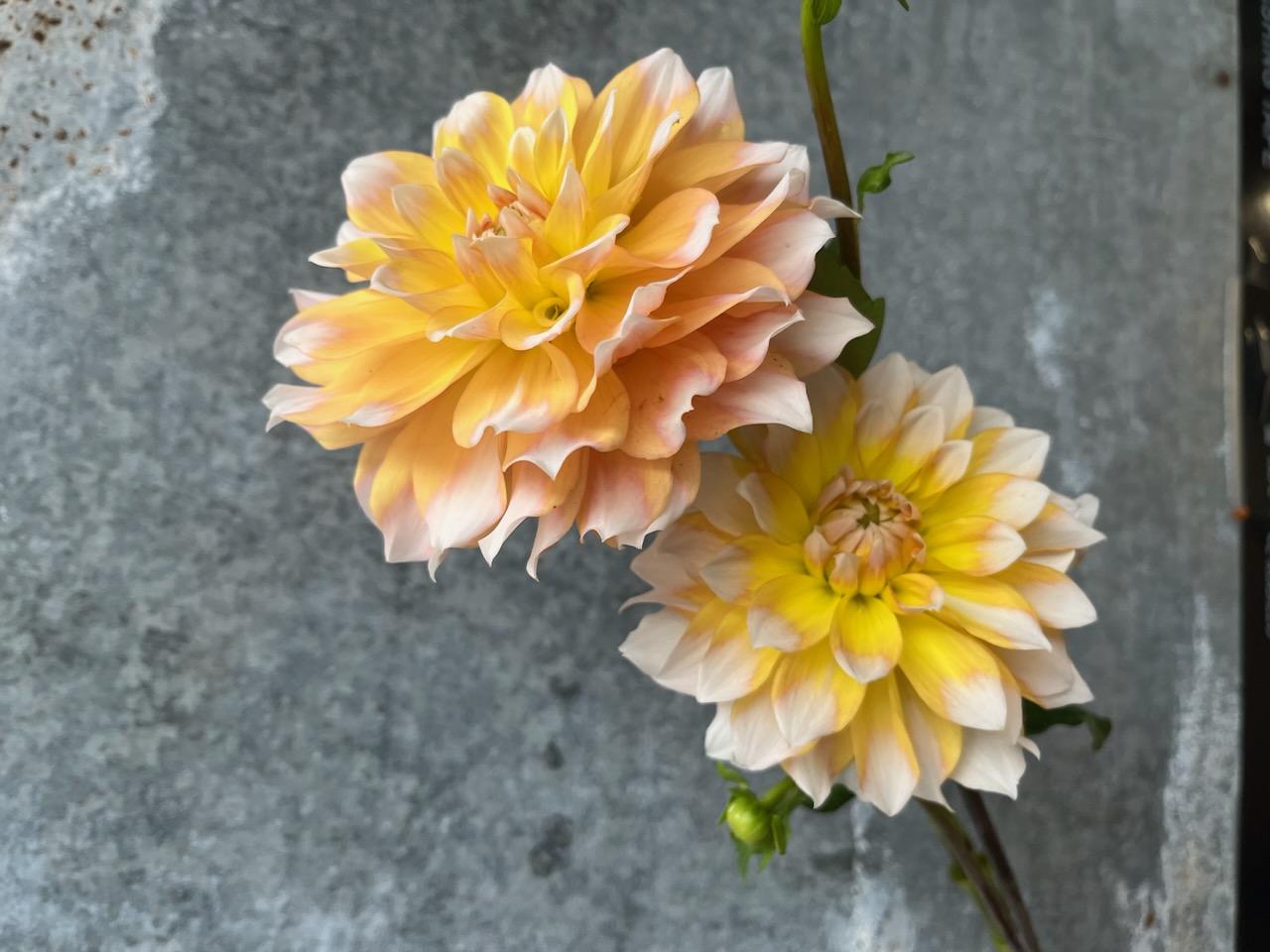 Dahlia