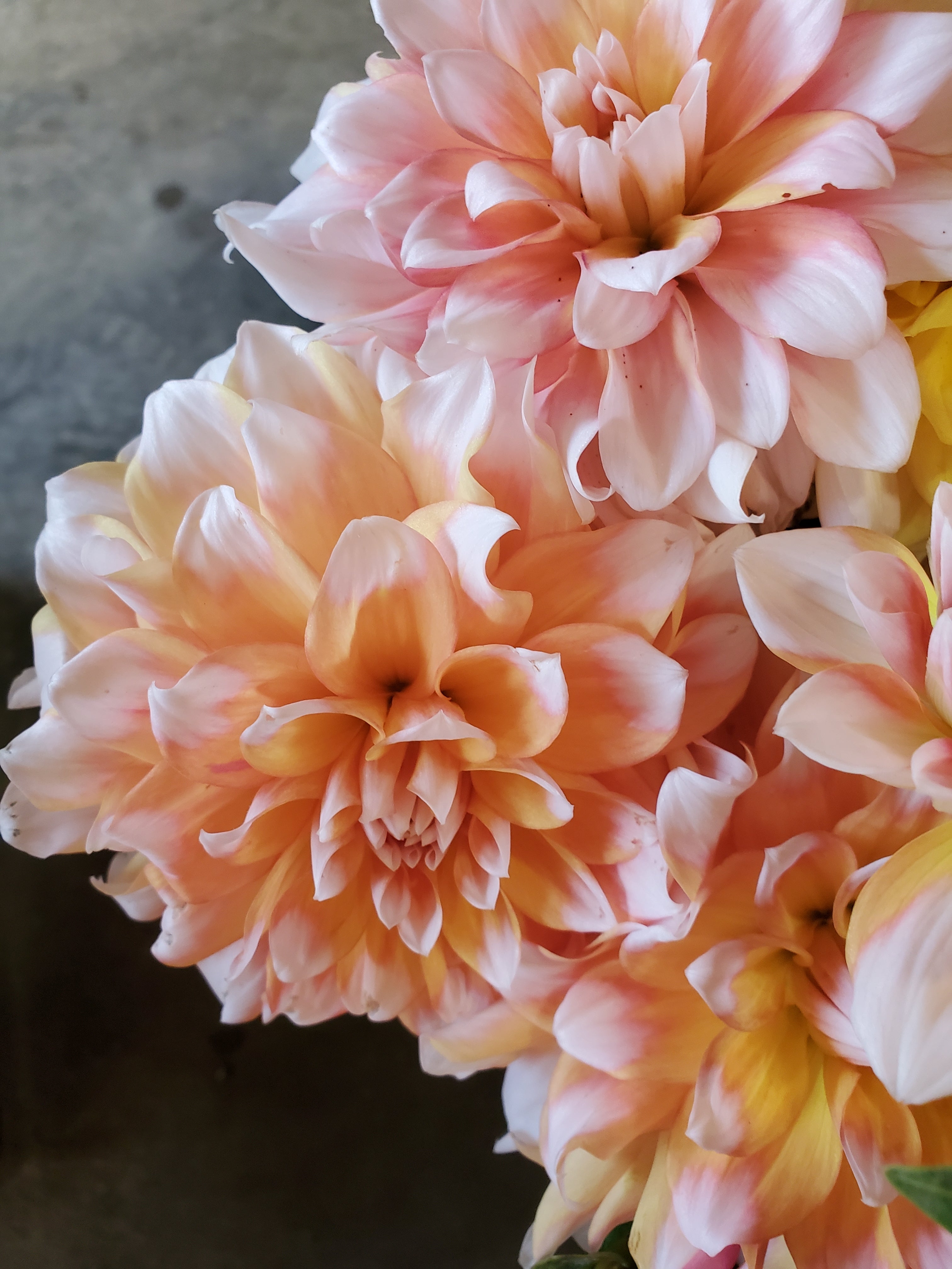 Dahlia
