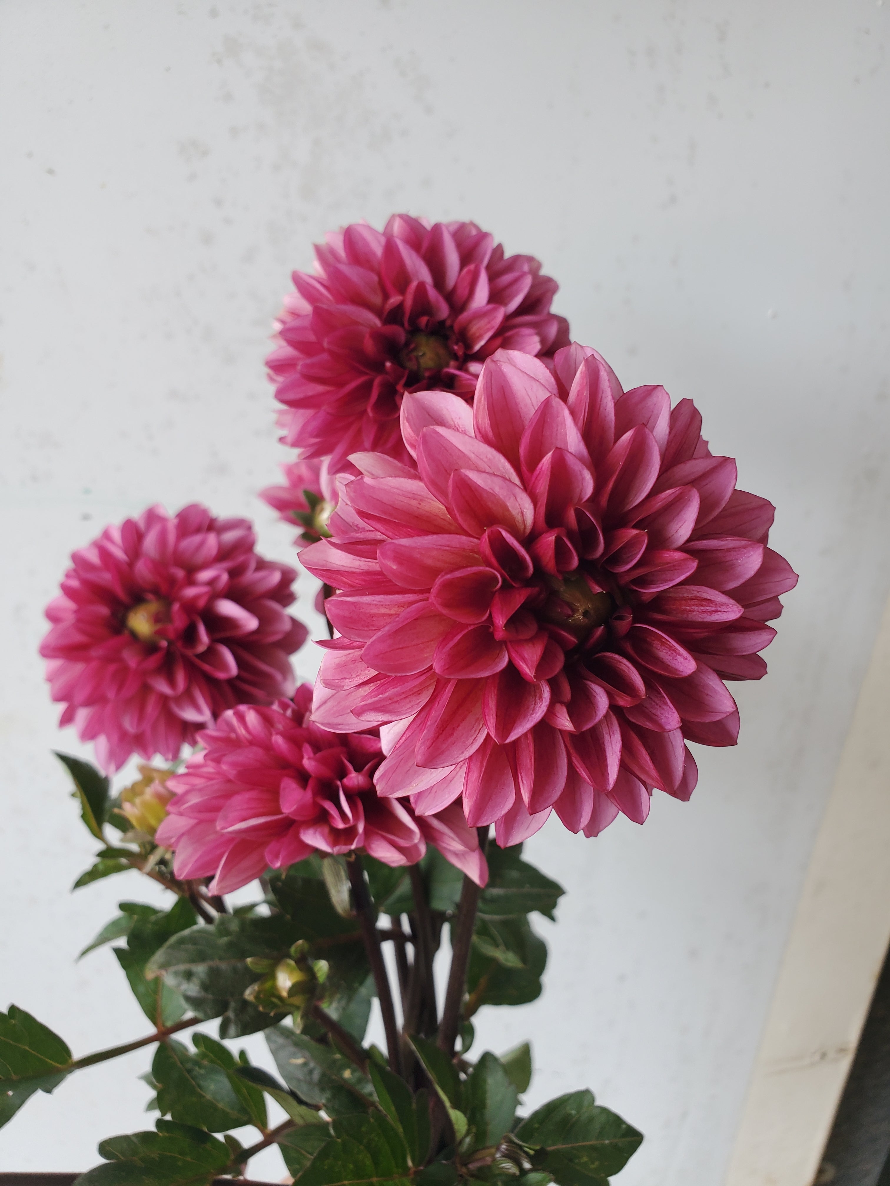 Dahlia