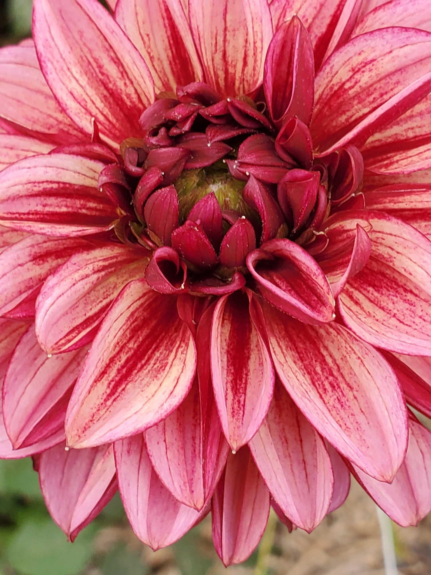 Dahlia