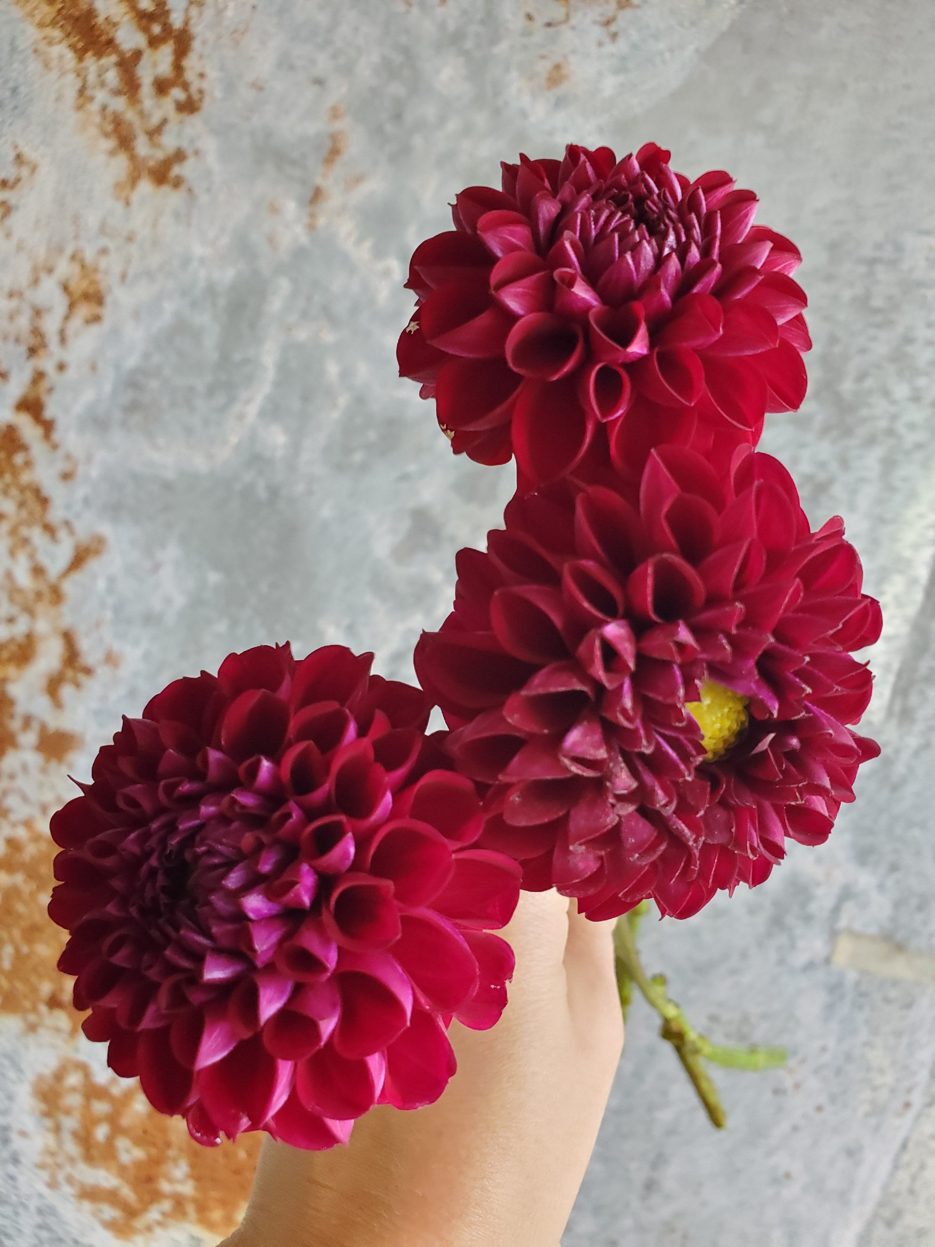Dahlia