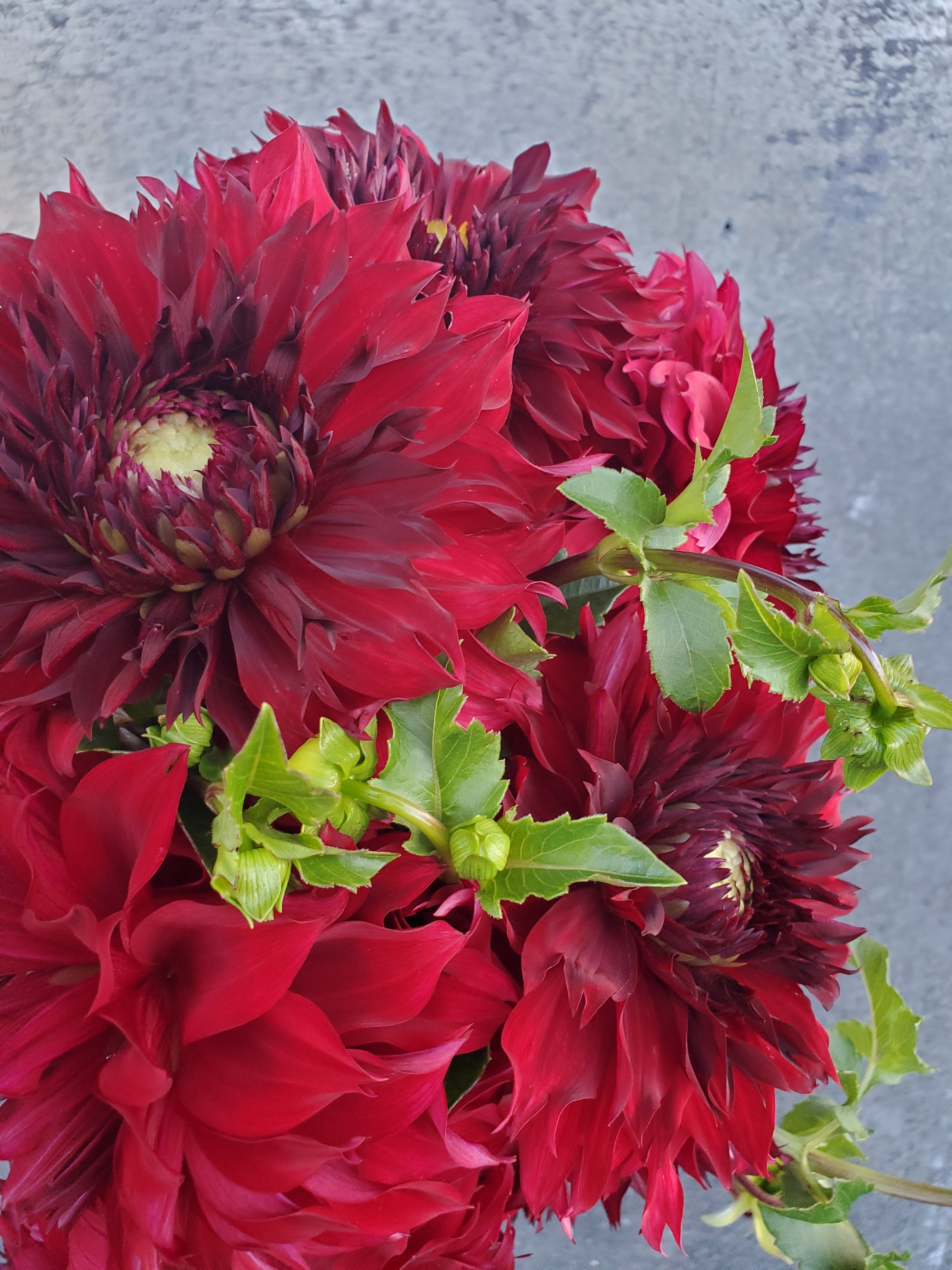 Dahlia