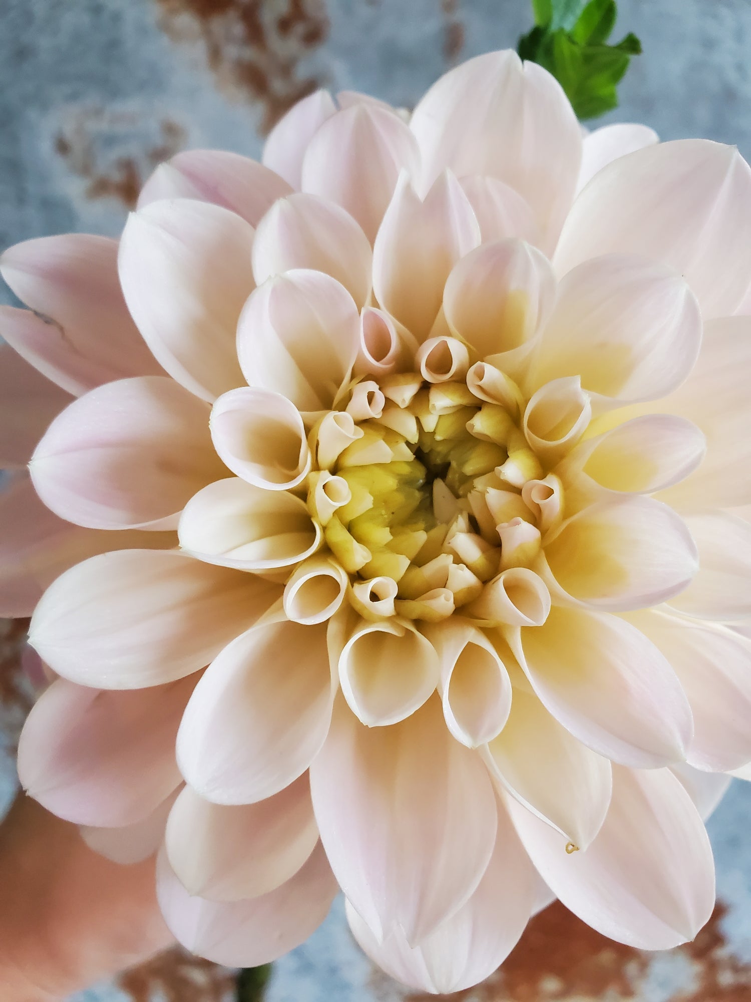 Dahlia