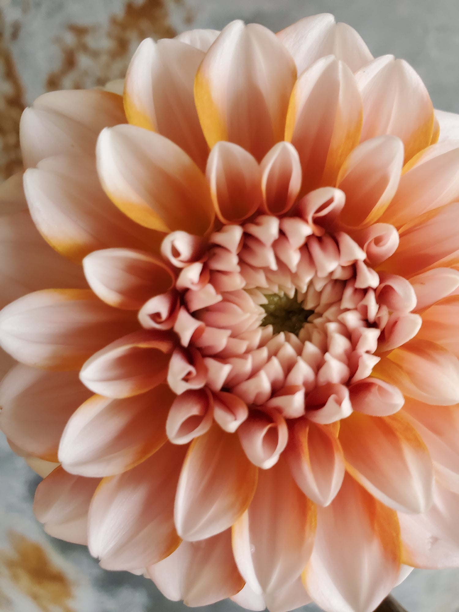 Dahlia