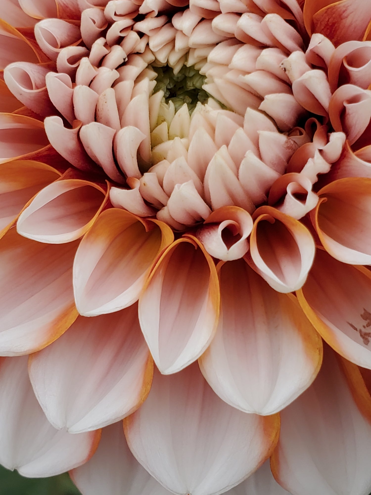 Dahlia