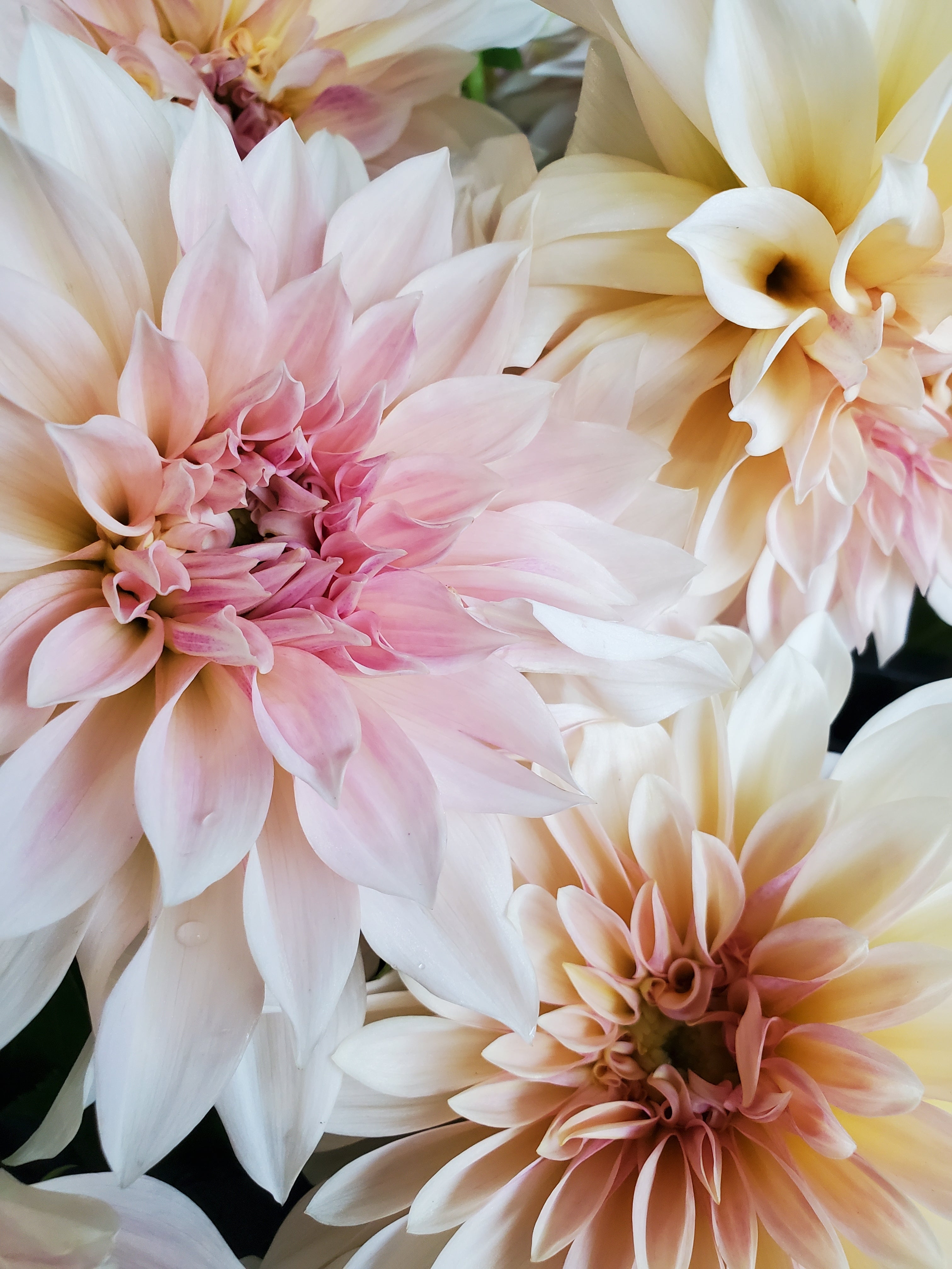 Dahlia