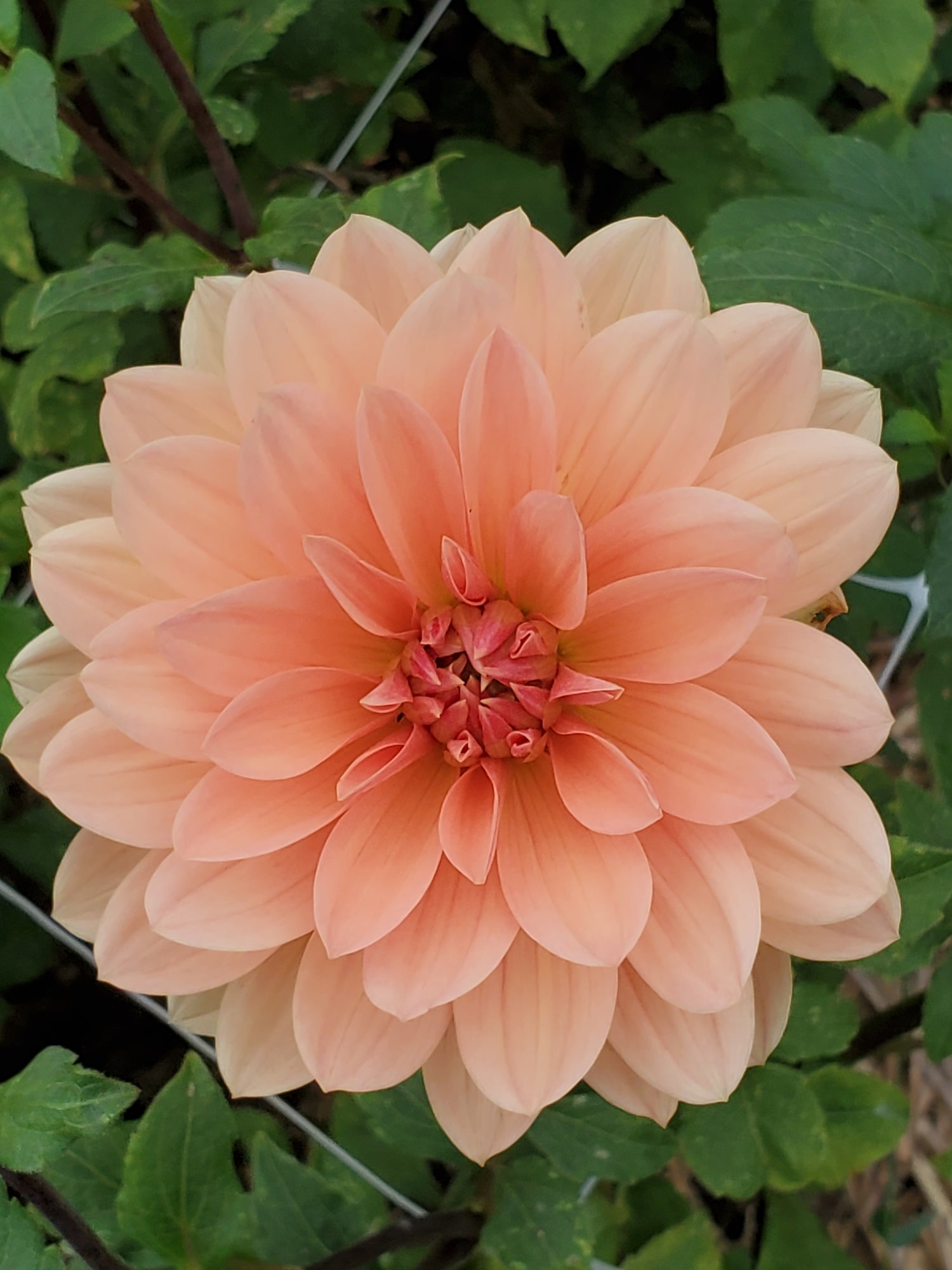 Dahlia