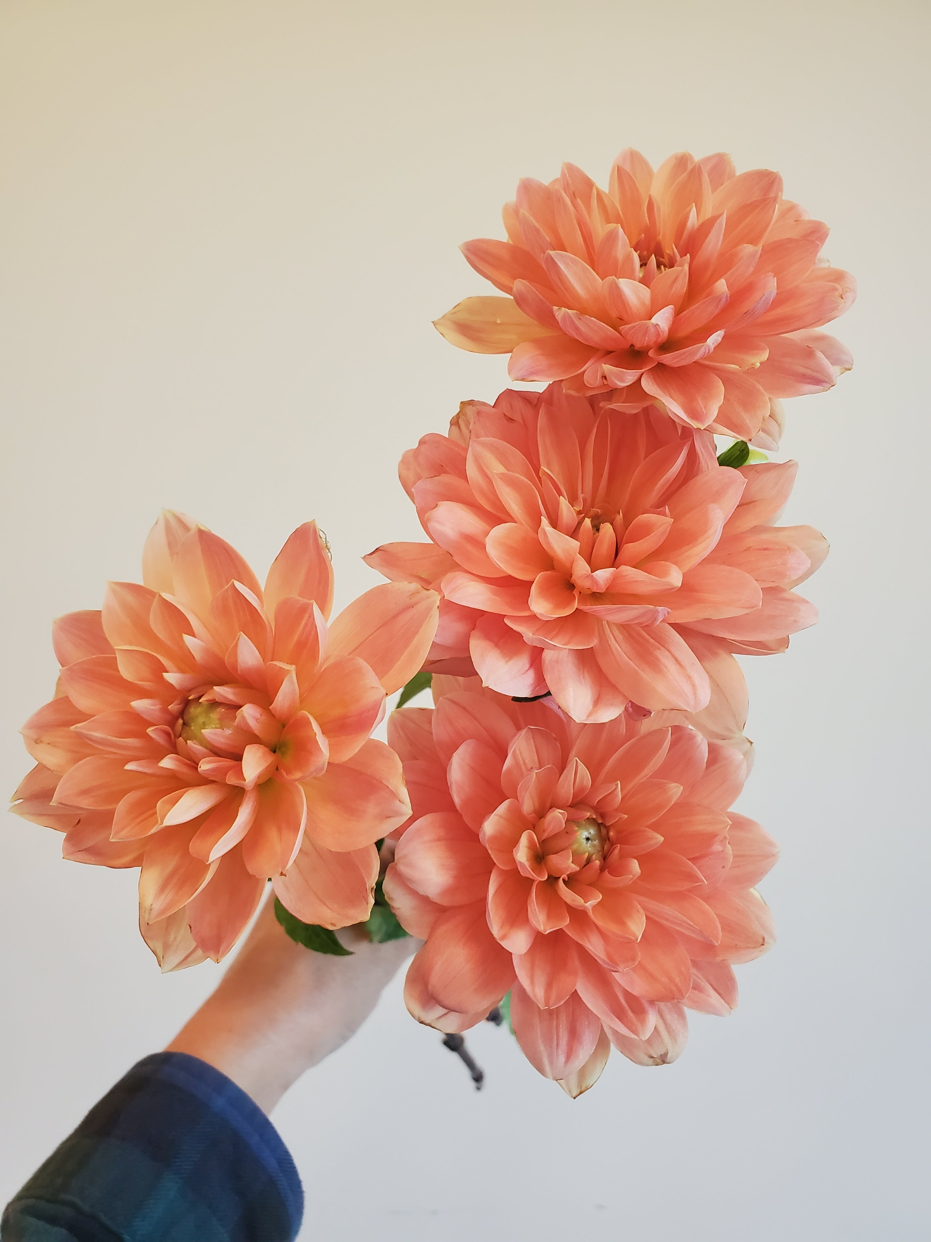 Dahlia