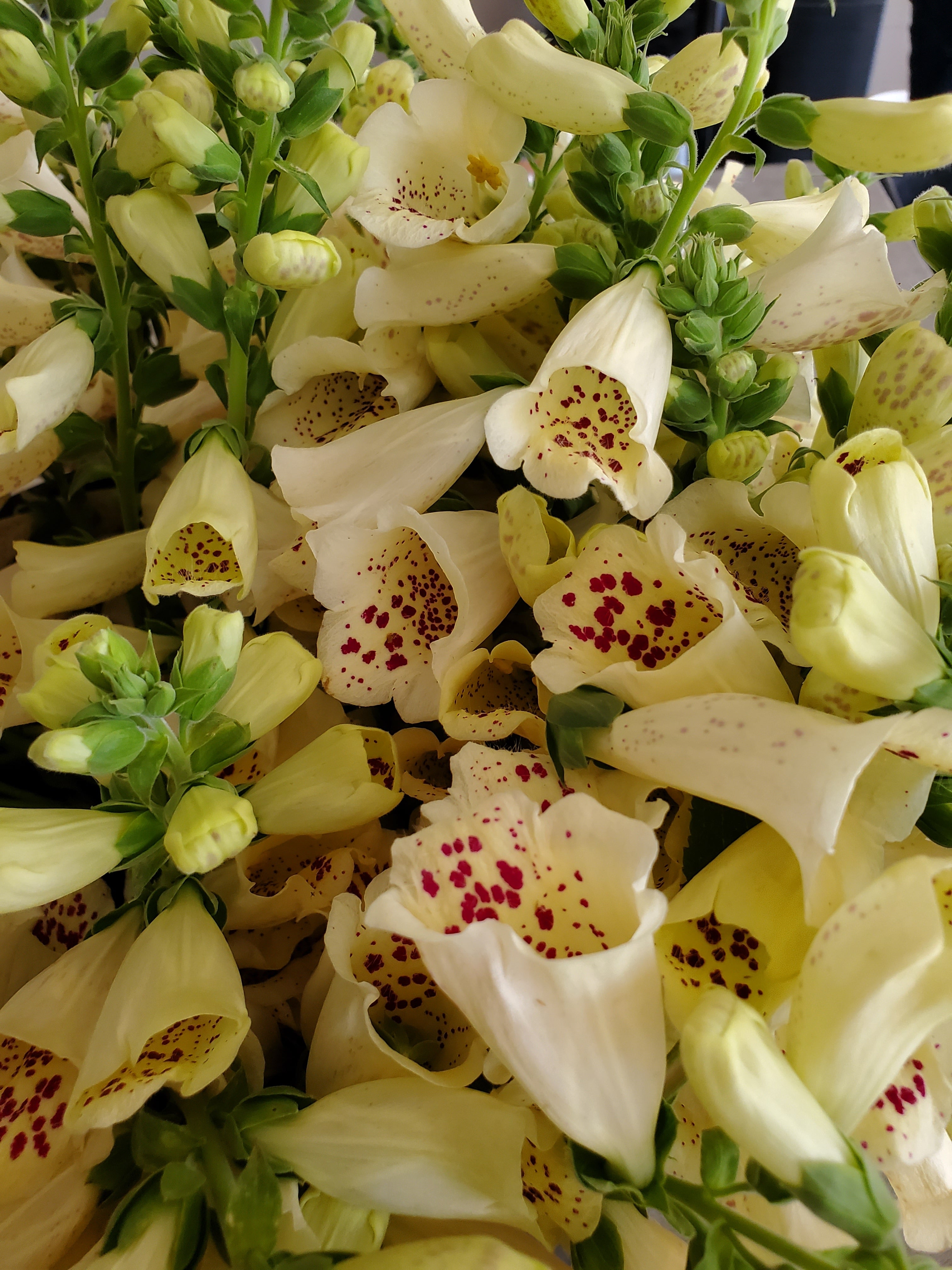 Foxglove
