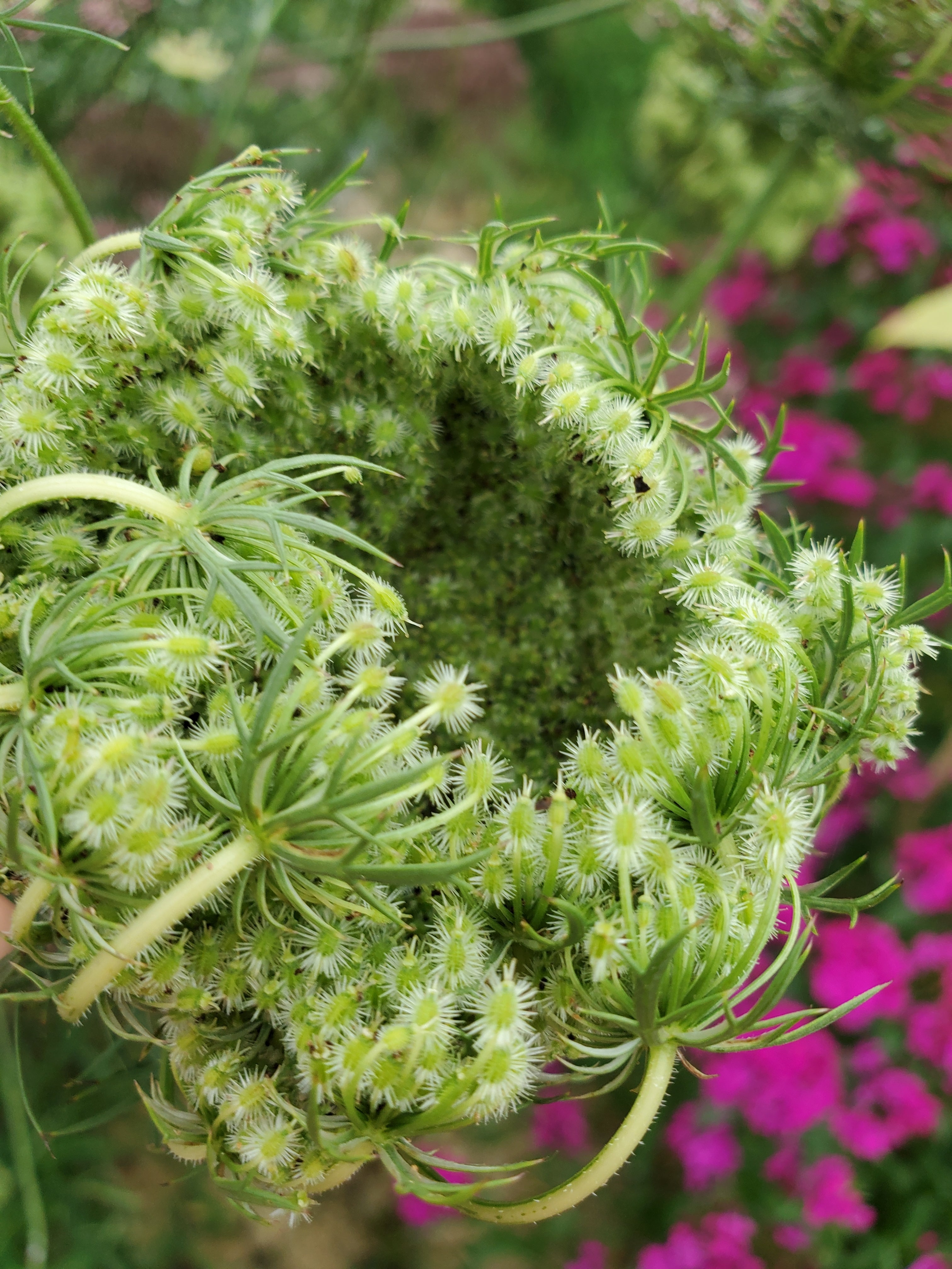 Daucus Dara