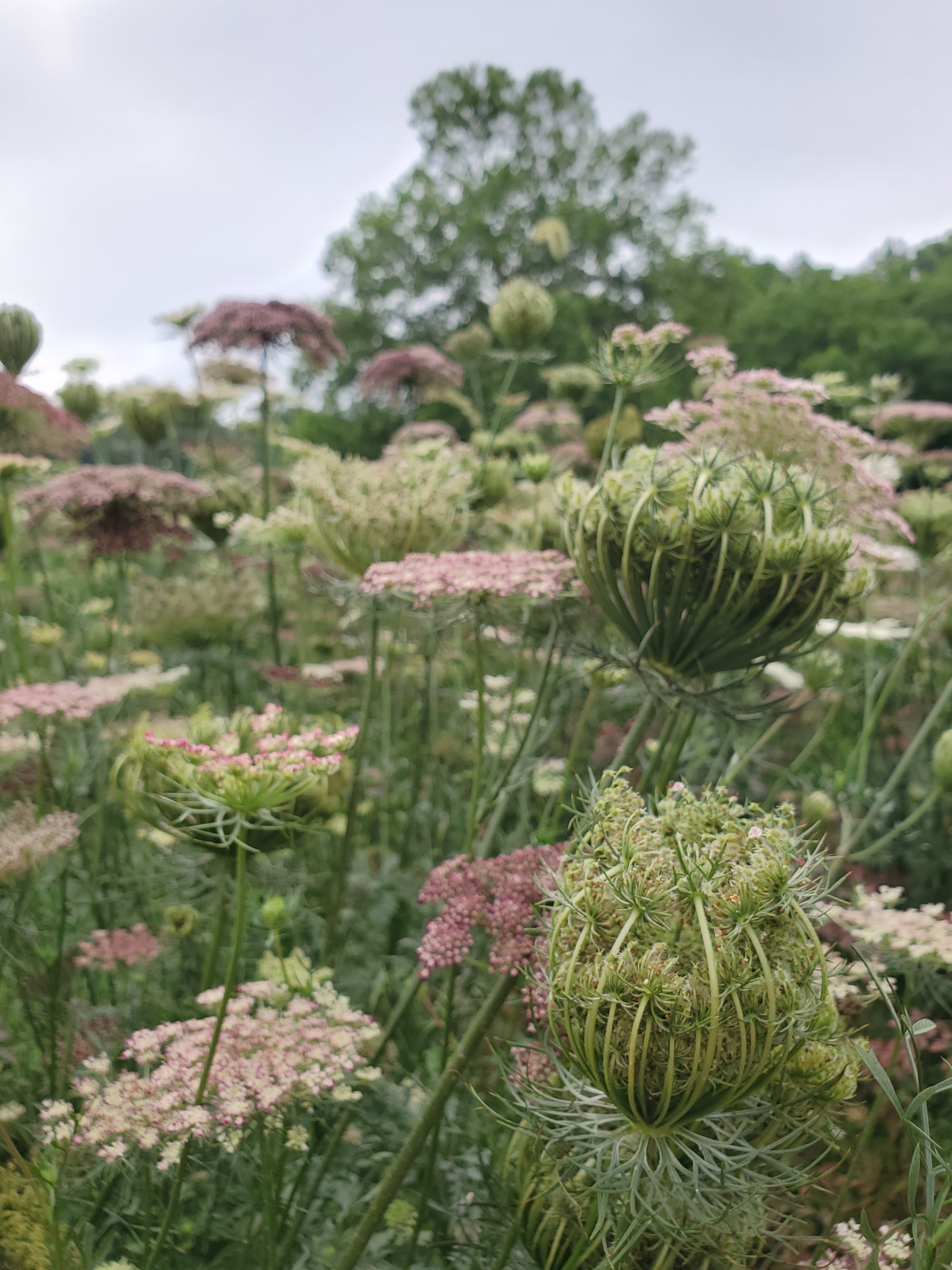 Daucus Dara