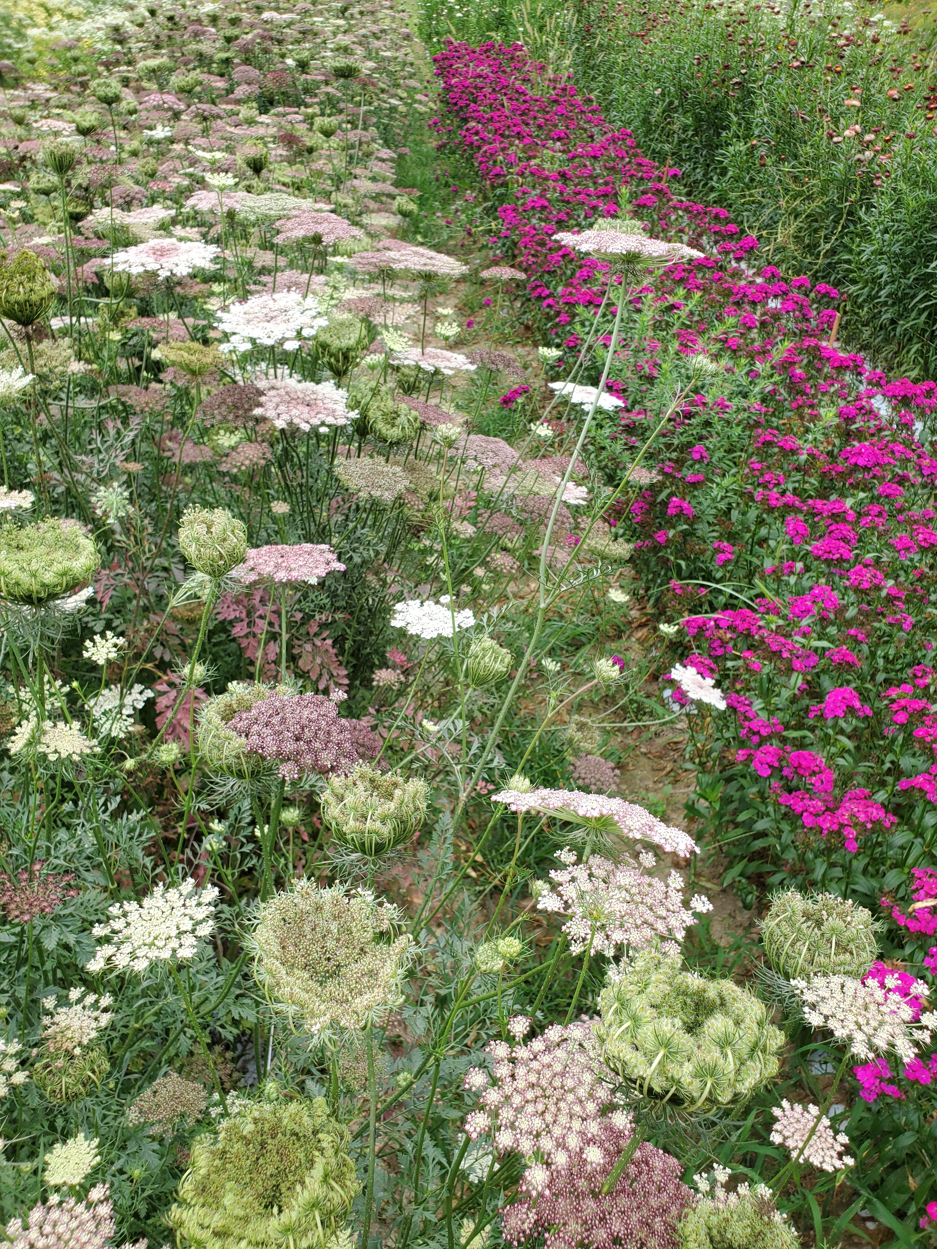 Daucus Dara