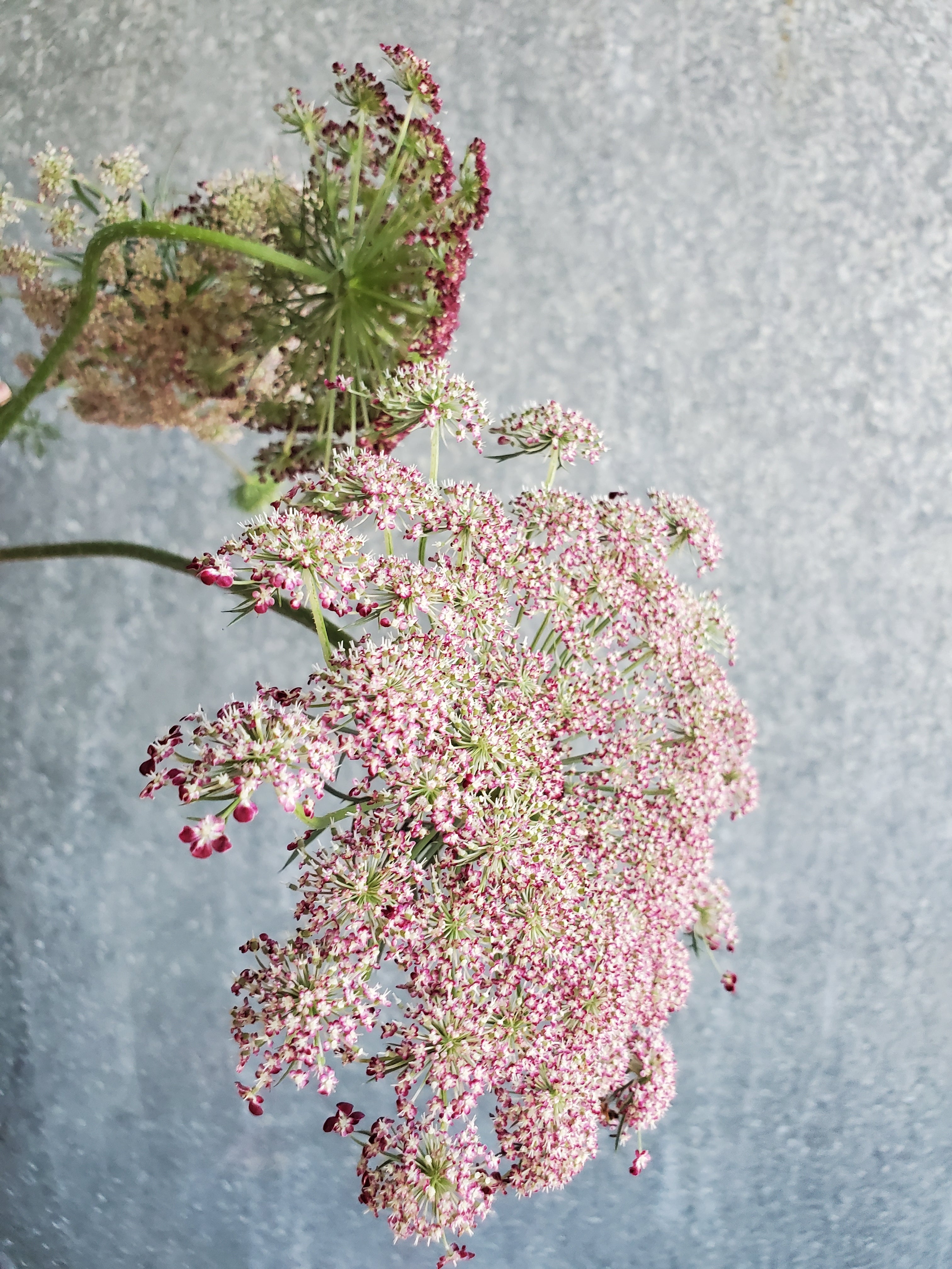 Daucus Dara
