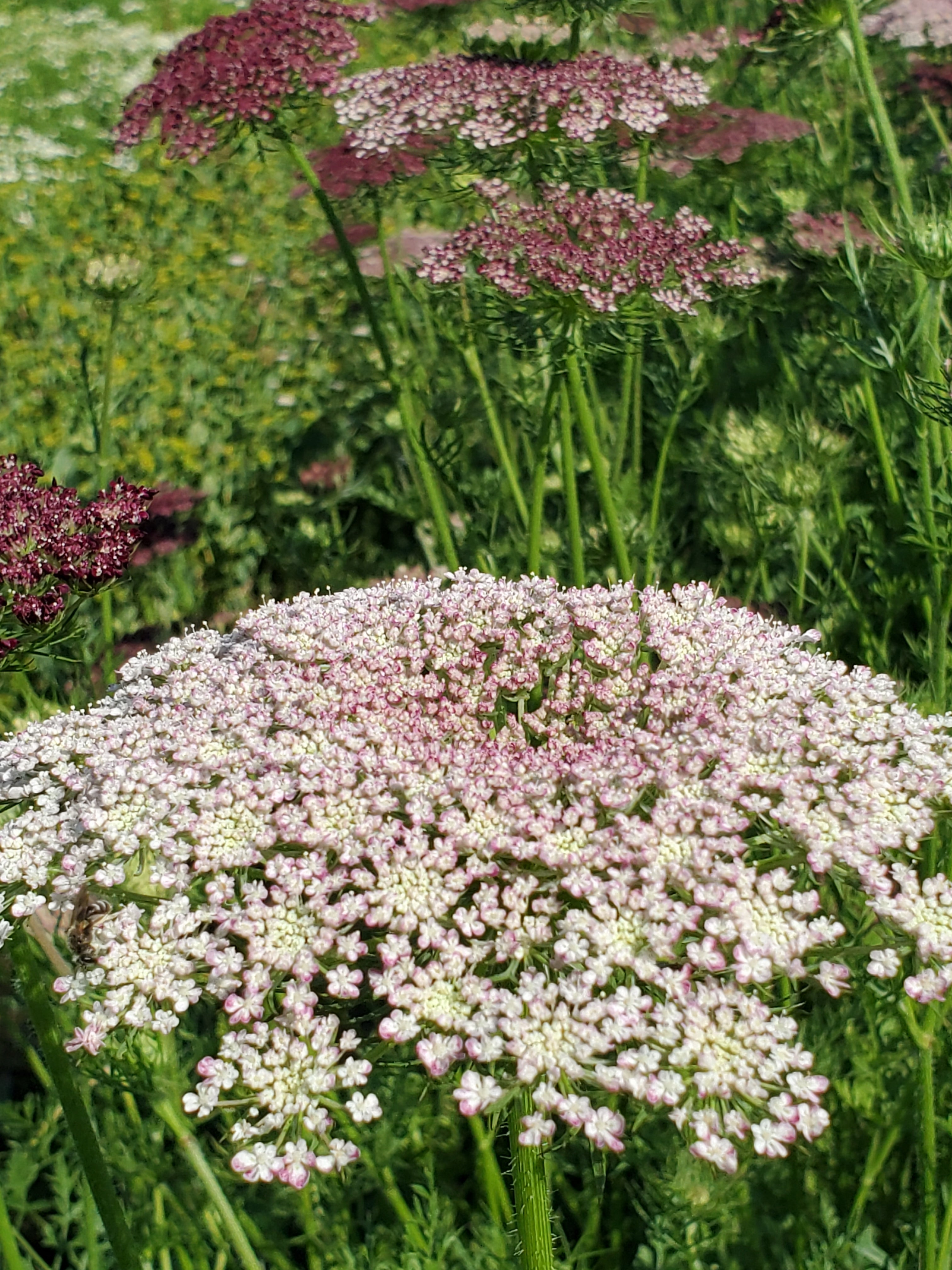 Daucus Dara