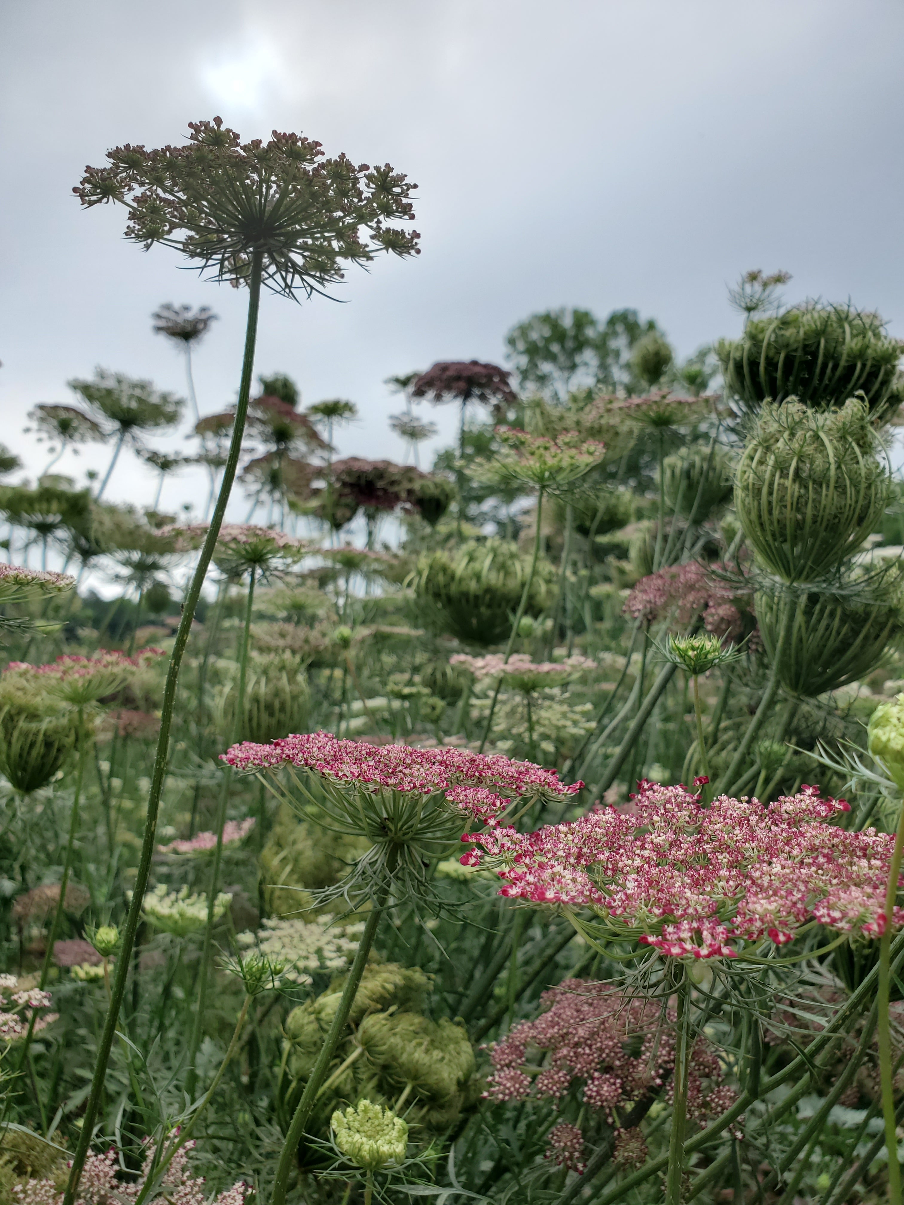 Daucus Dara