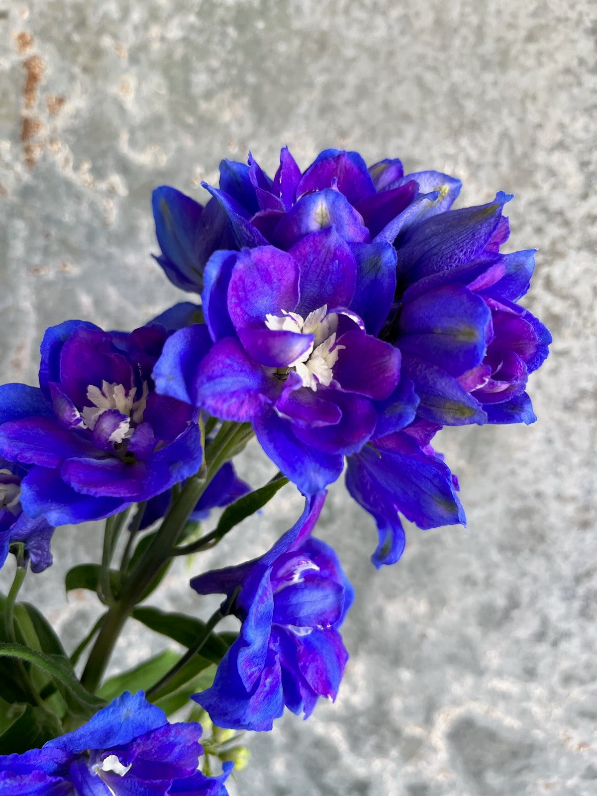 Delphinium