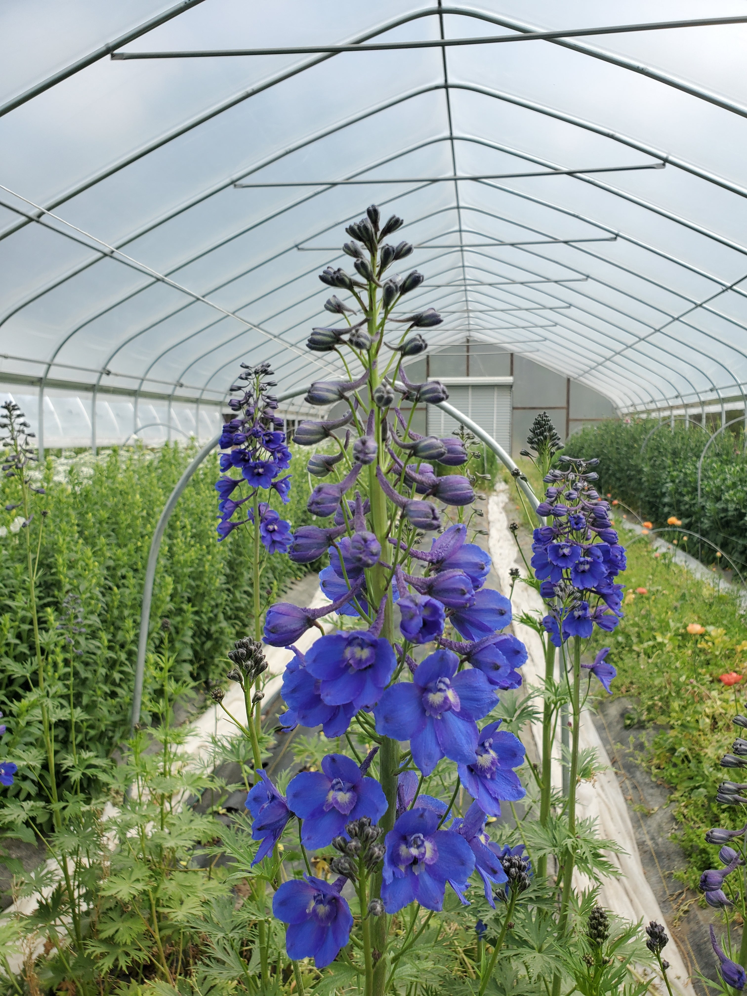 Delphinium
