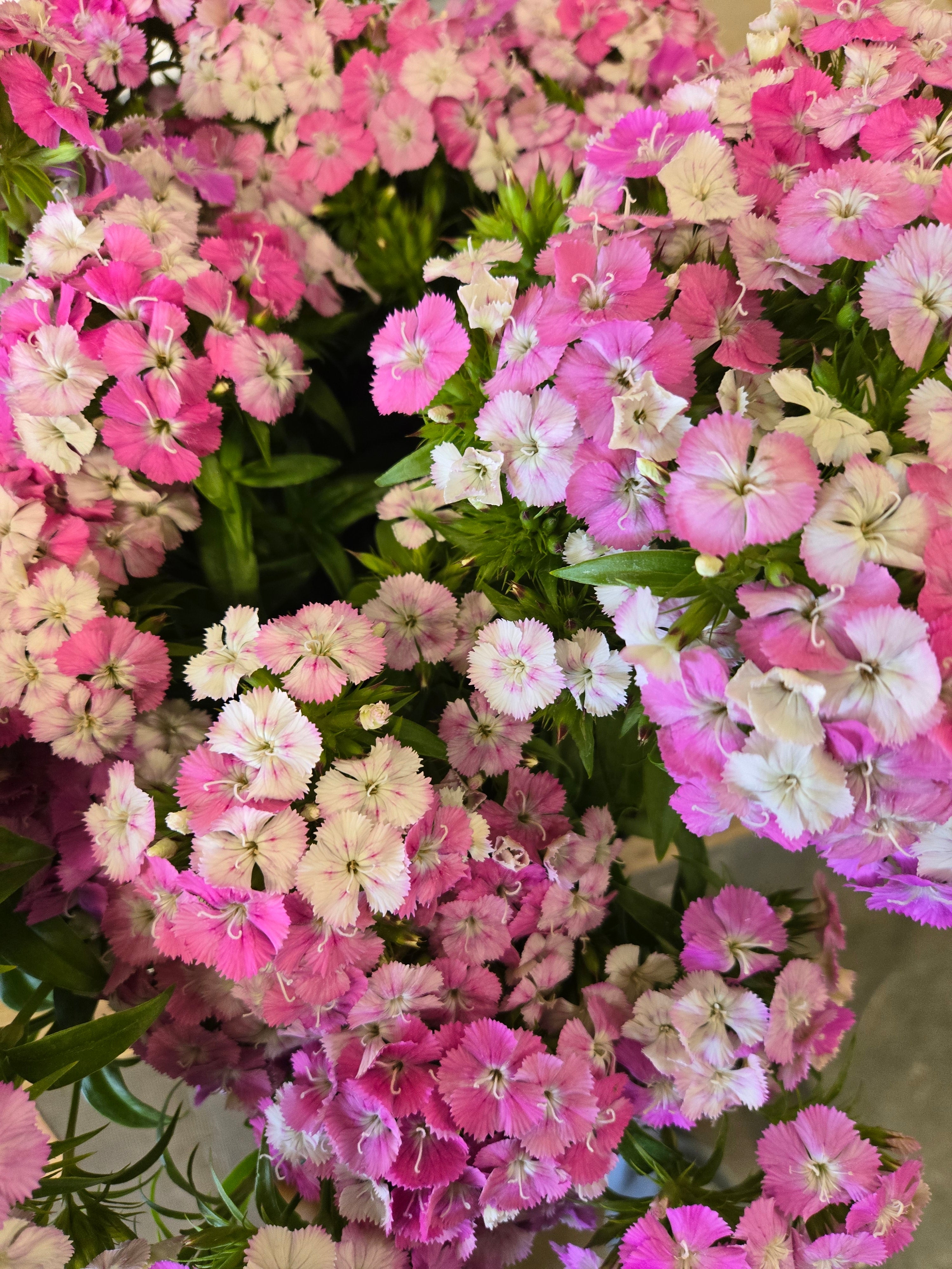 Dianthus