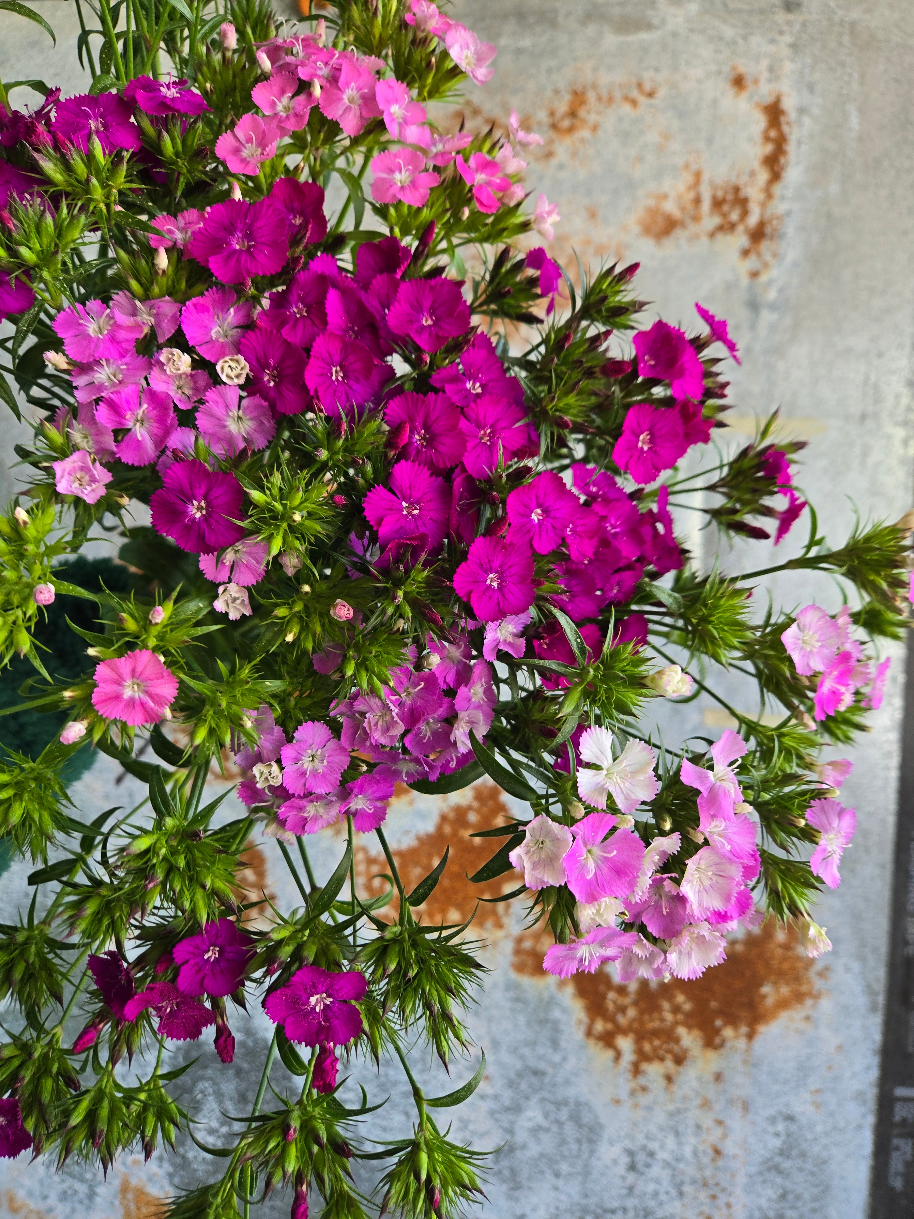 Dianthus