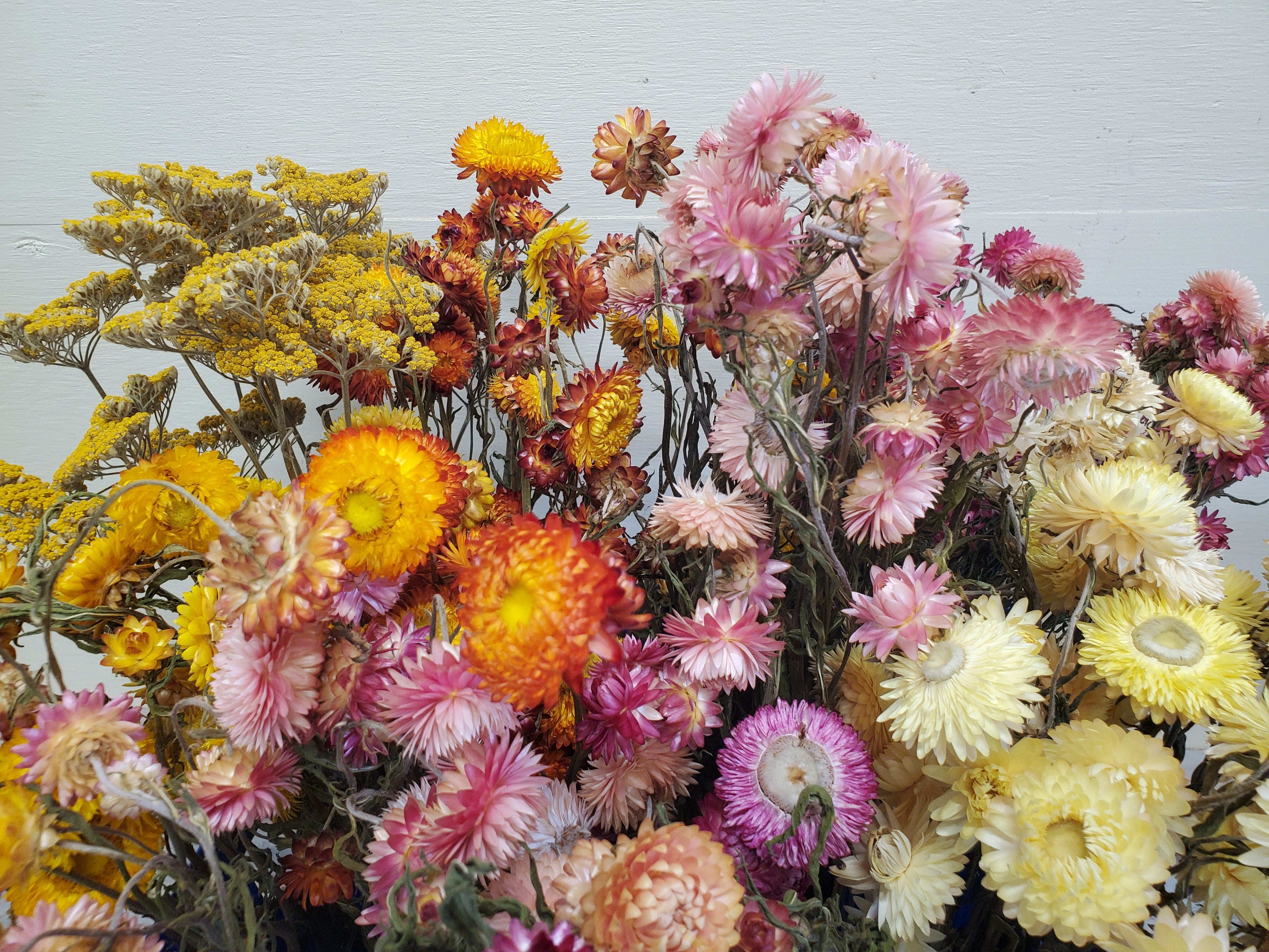 Strawflower- DRIED