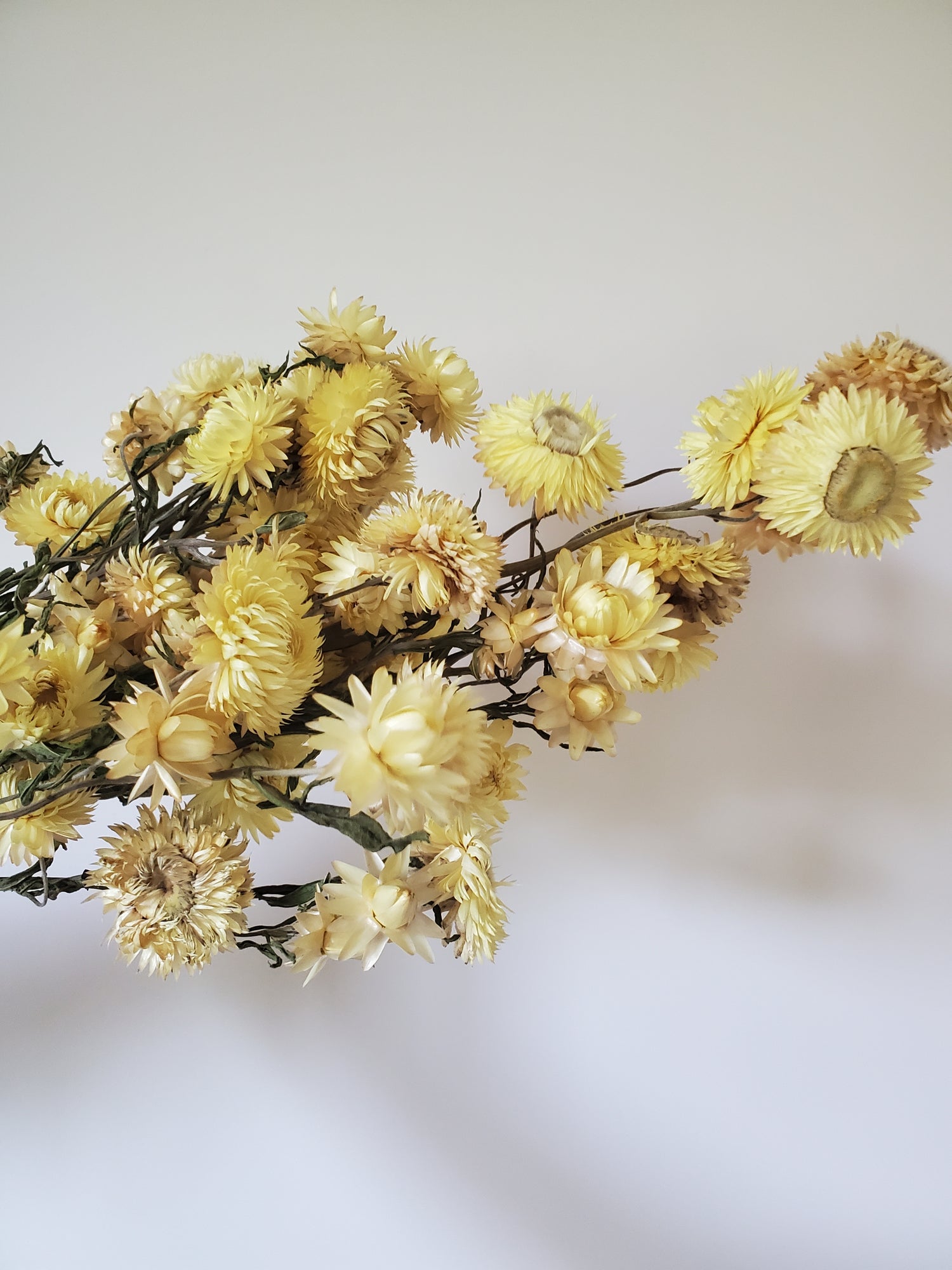 Strawflower- DRIED