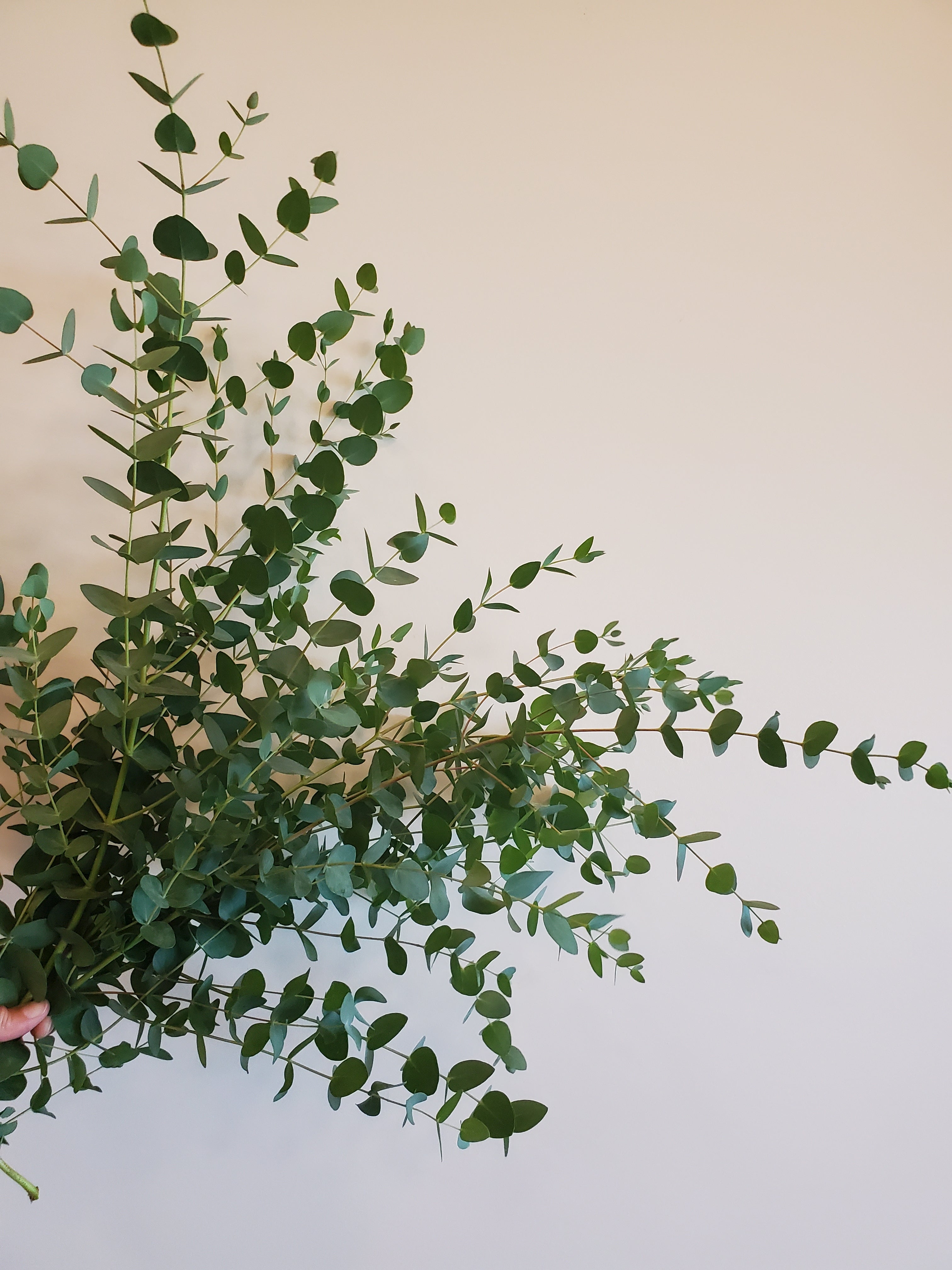 Eucalyptus