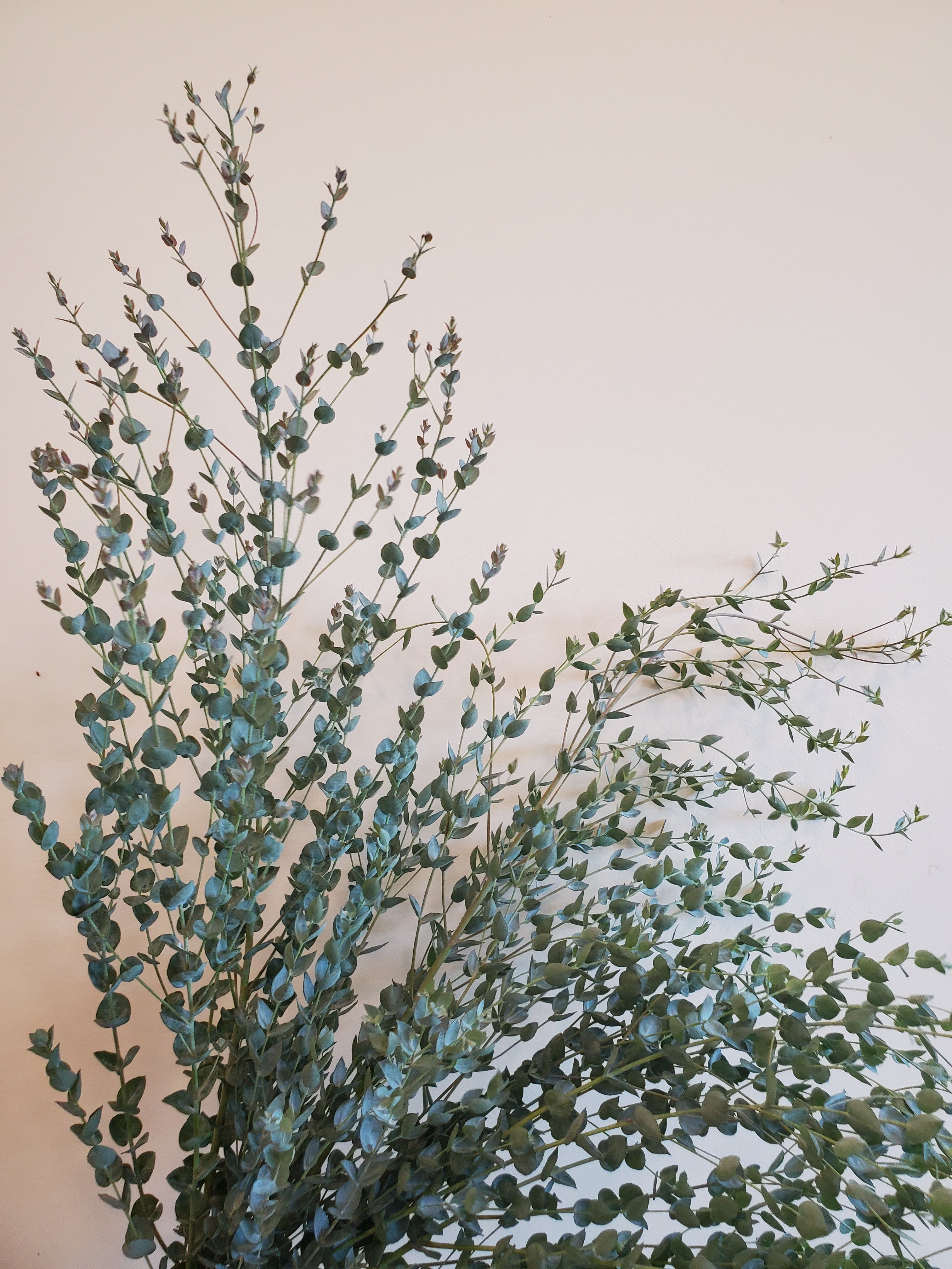 Eucalyptus