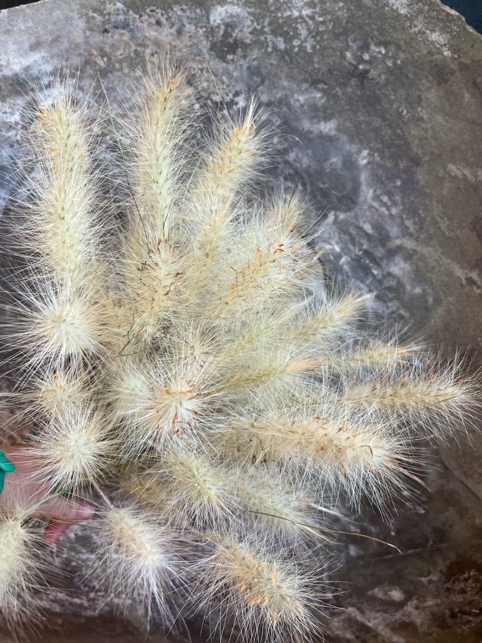 Grass- Feathertop- DRIED