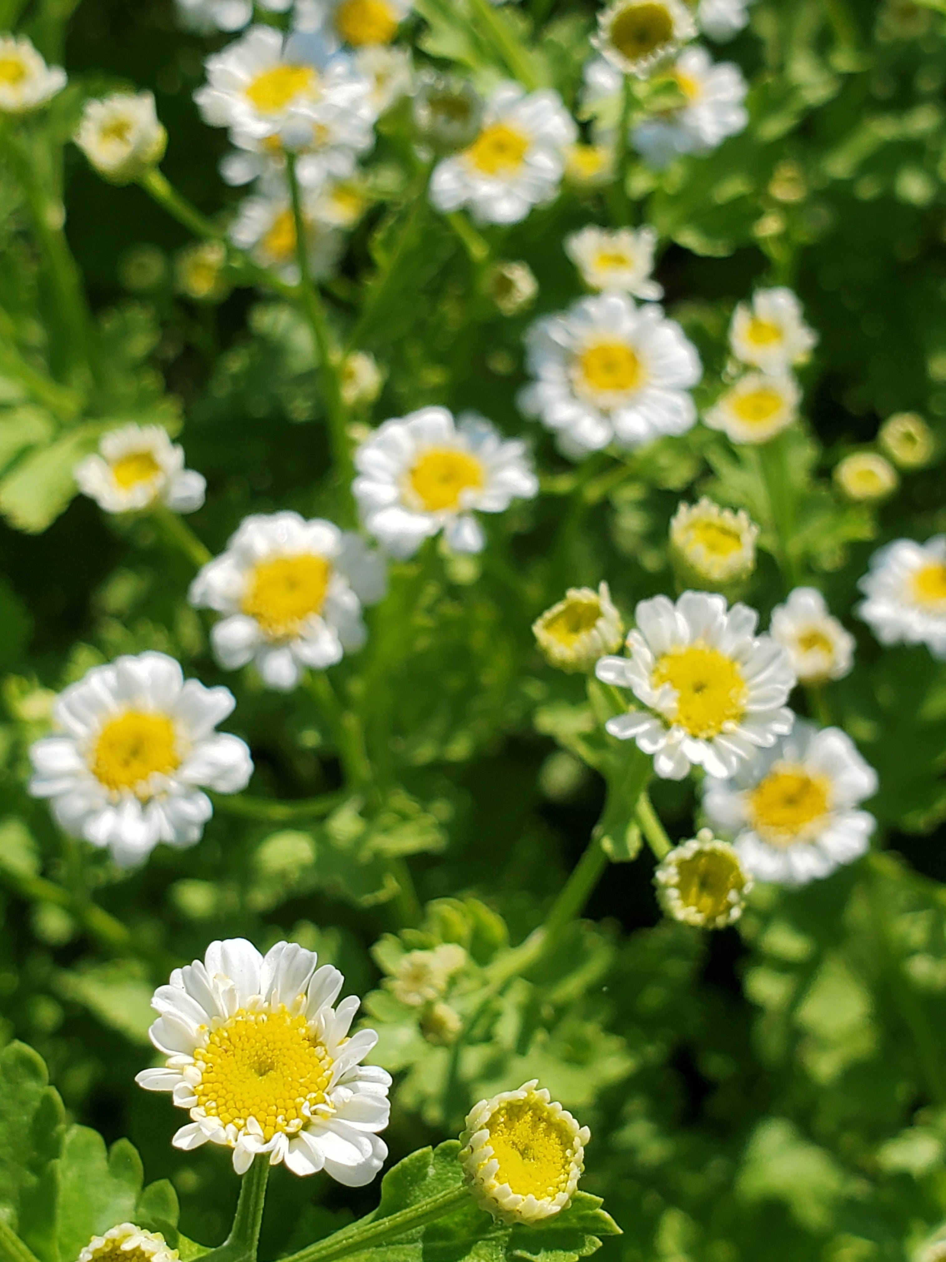 Feverfew