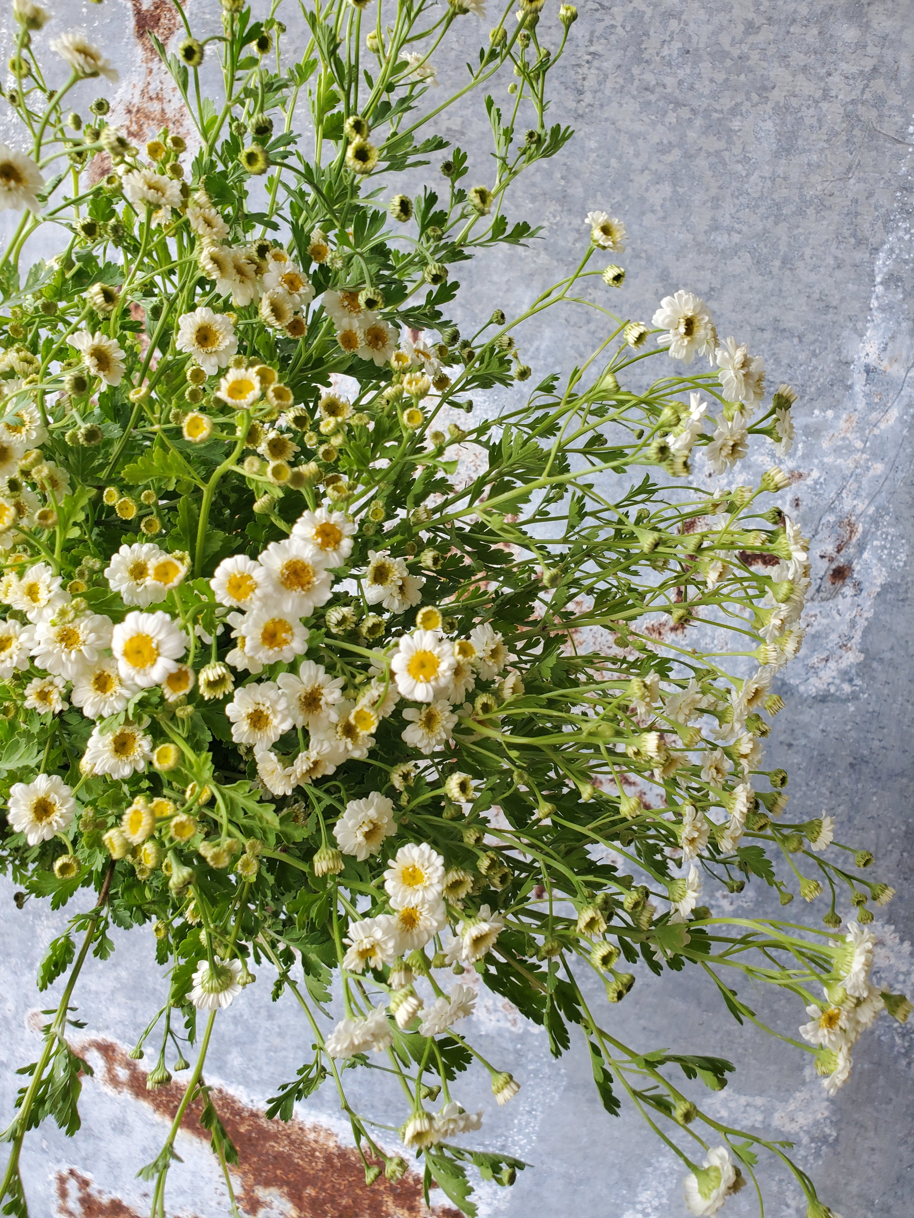 Feverfew