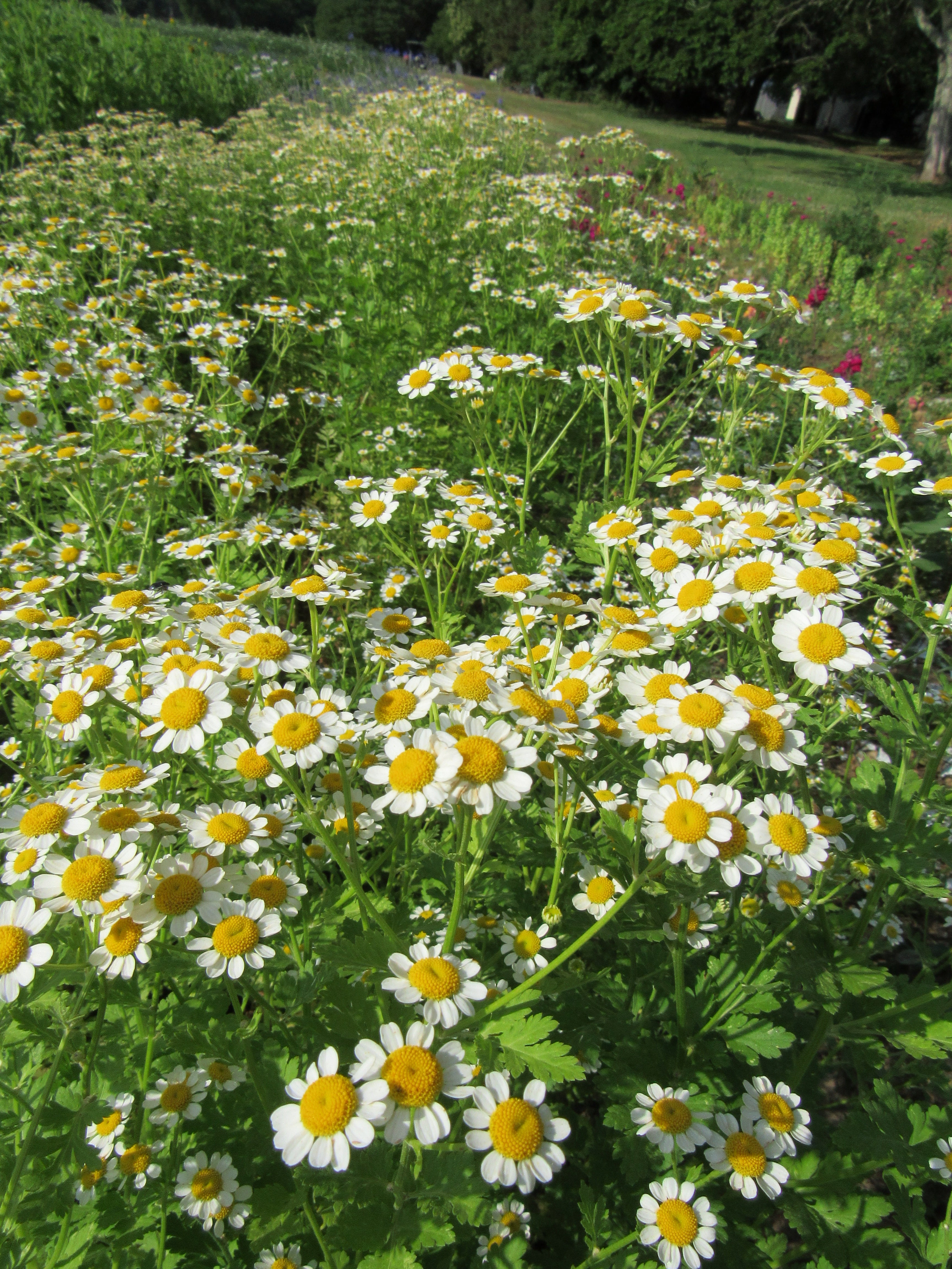 Feverfew