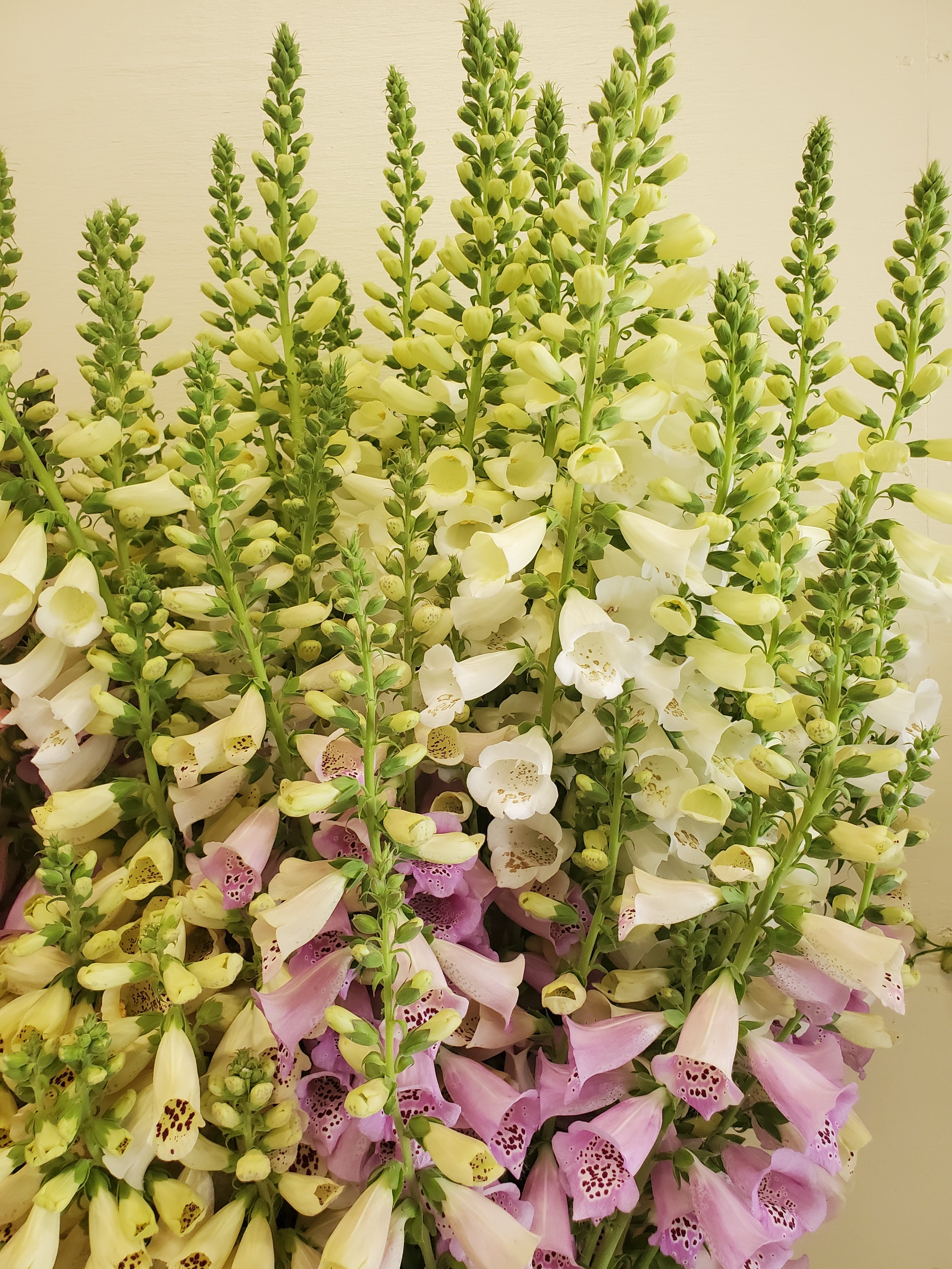 Foxglove