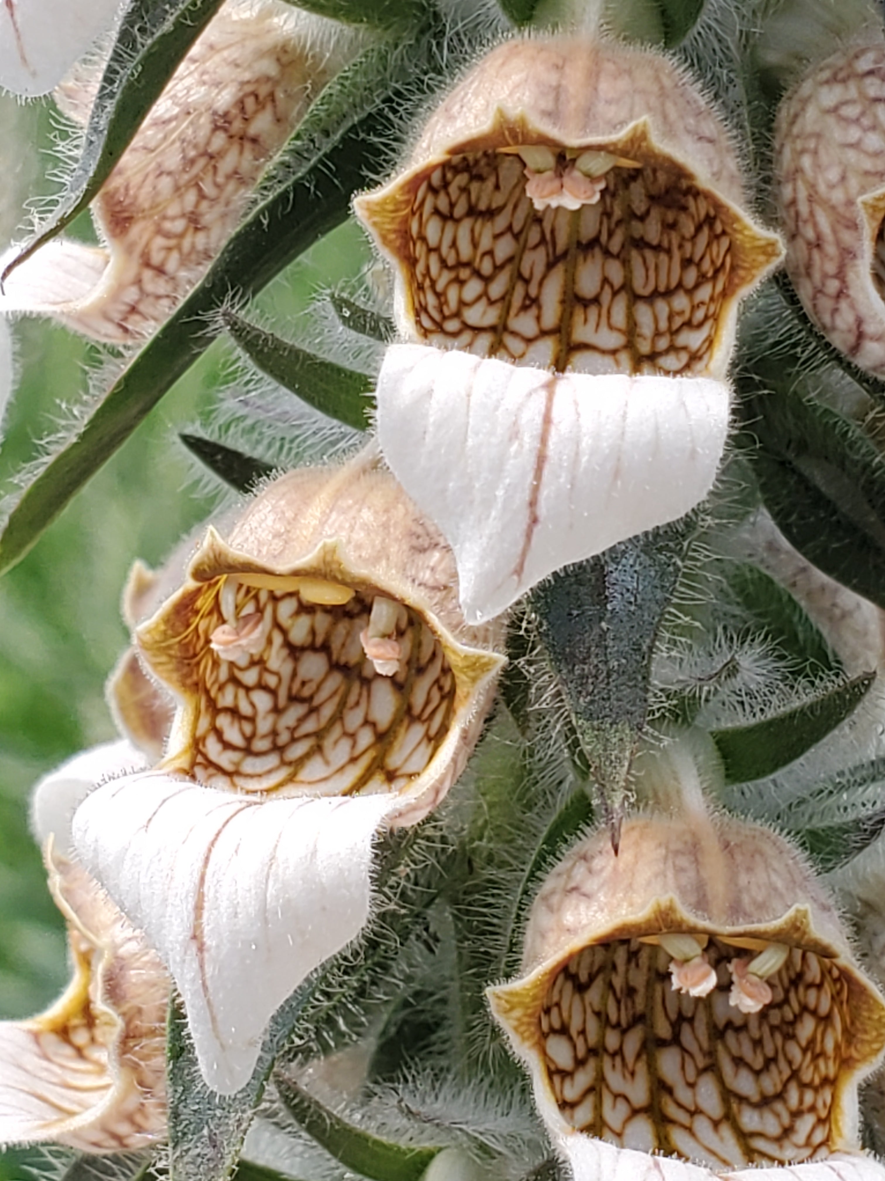 Foxglove