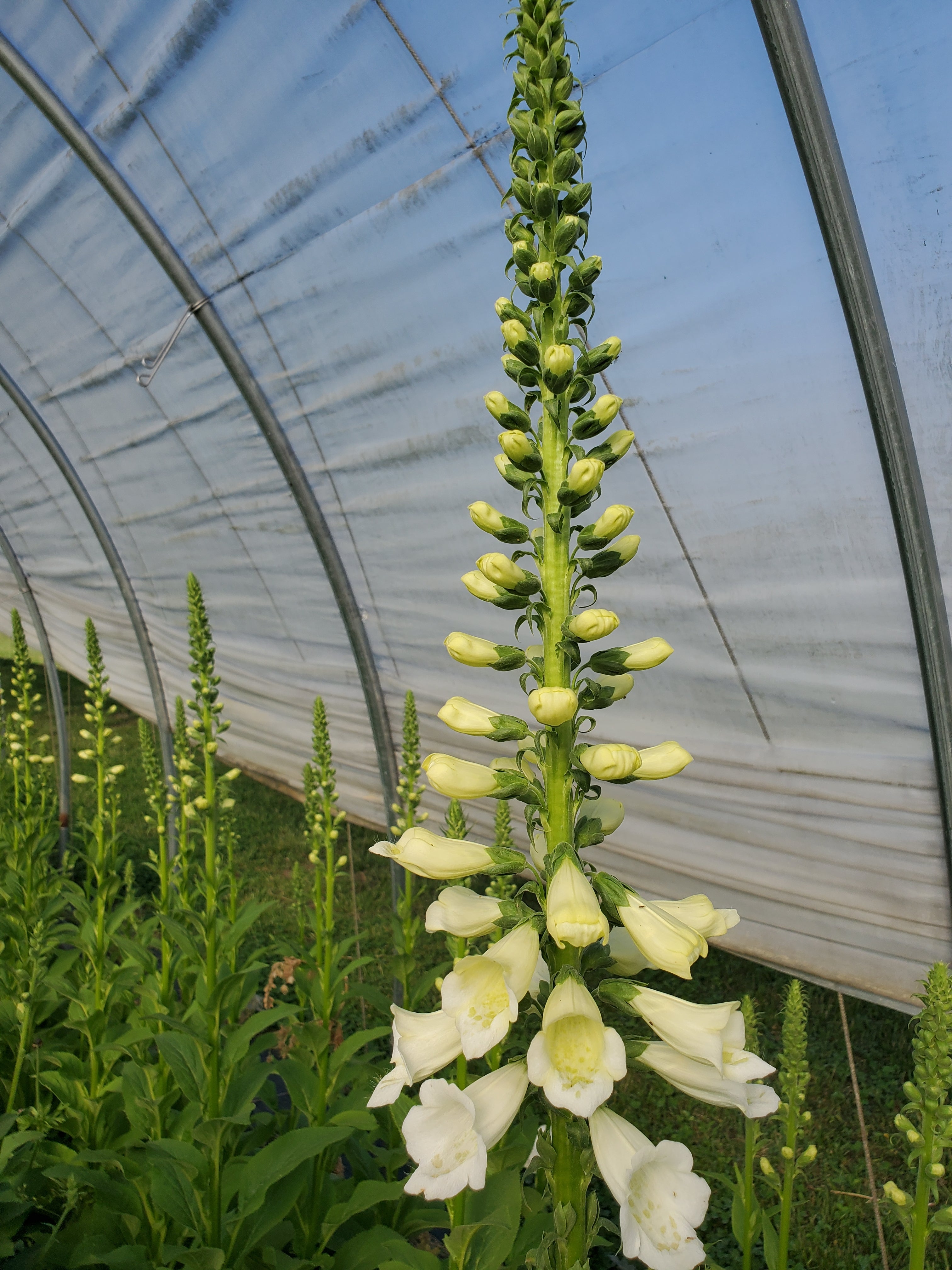 Foxglove
