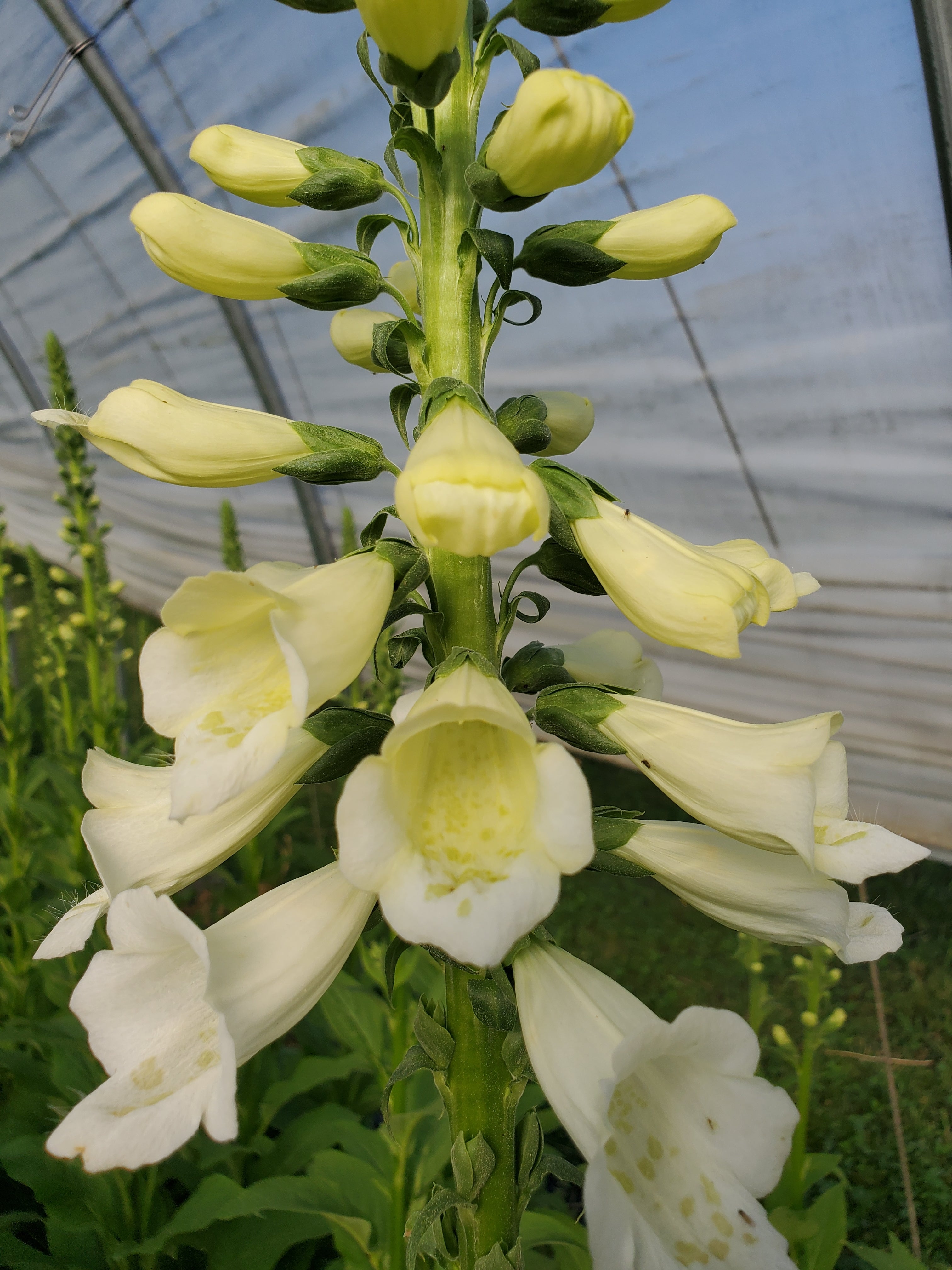 Foxglove