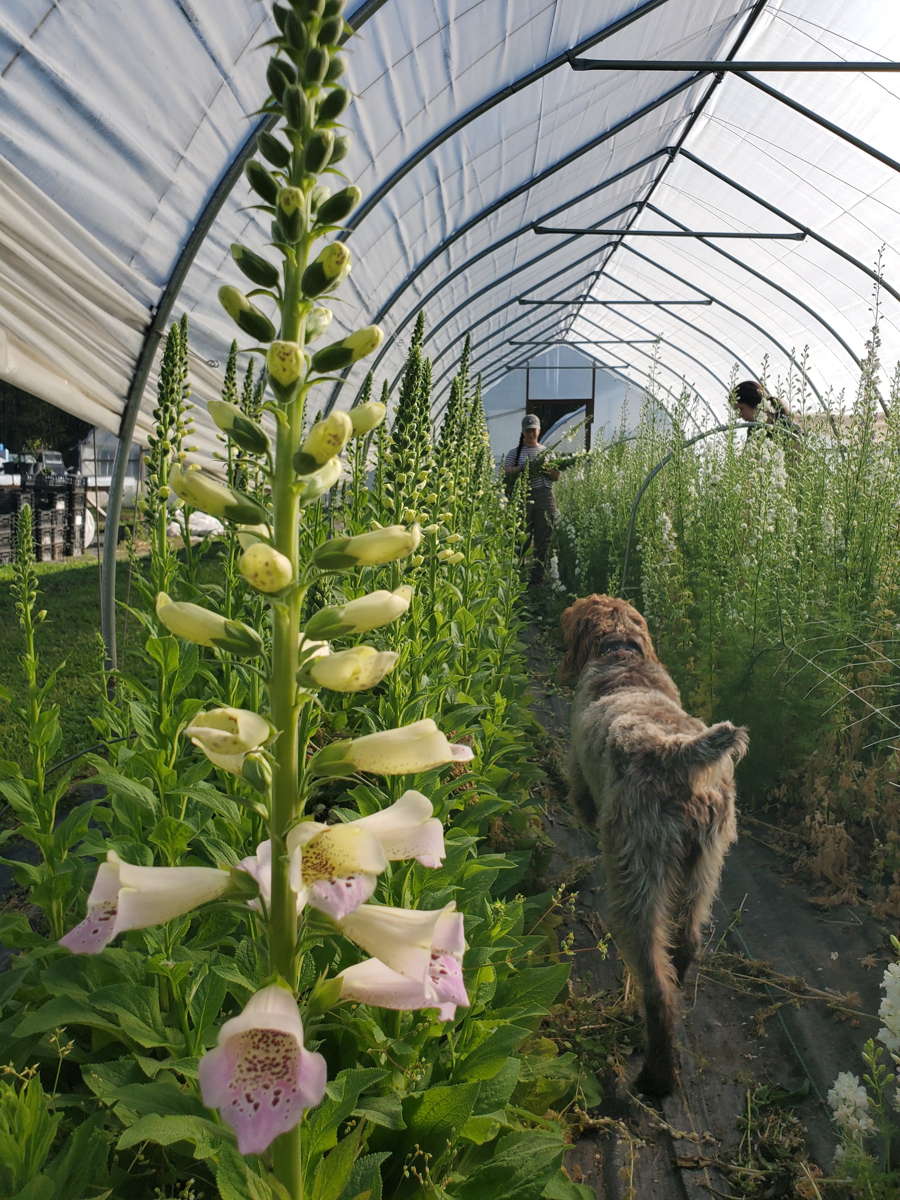 Foxglove