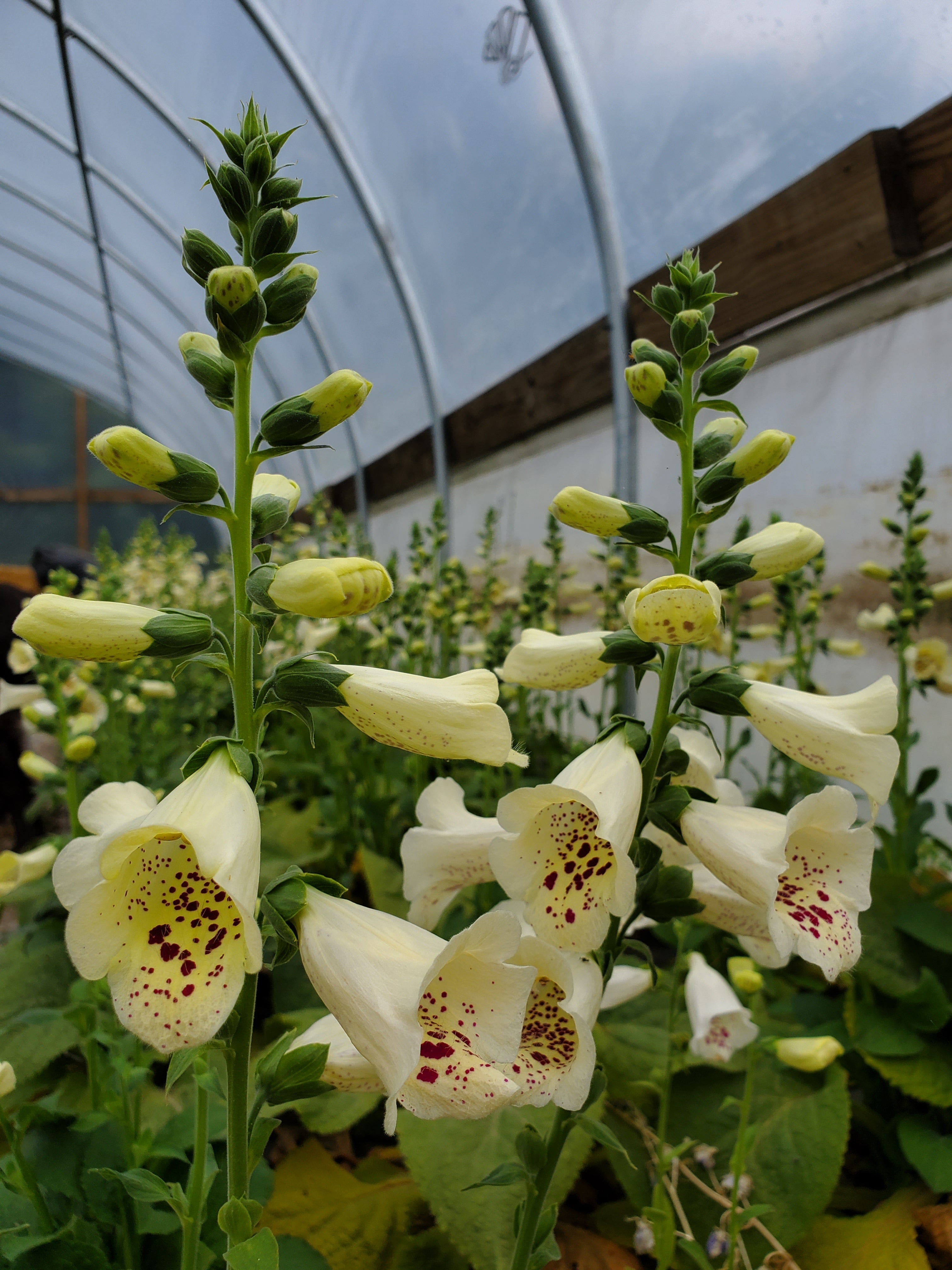 Foxglove