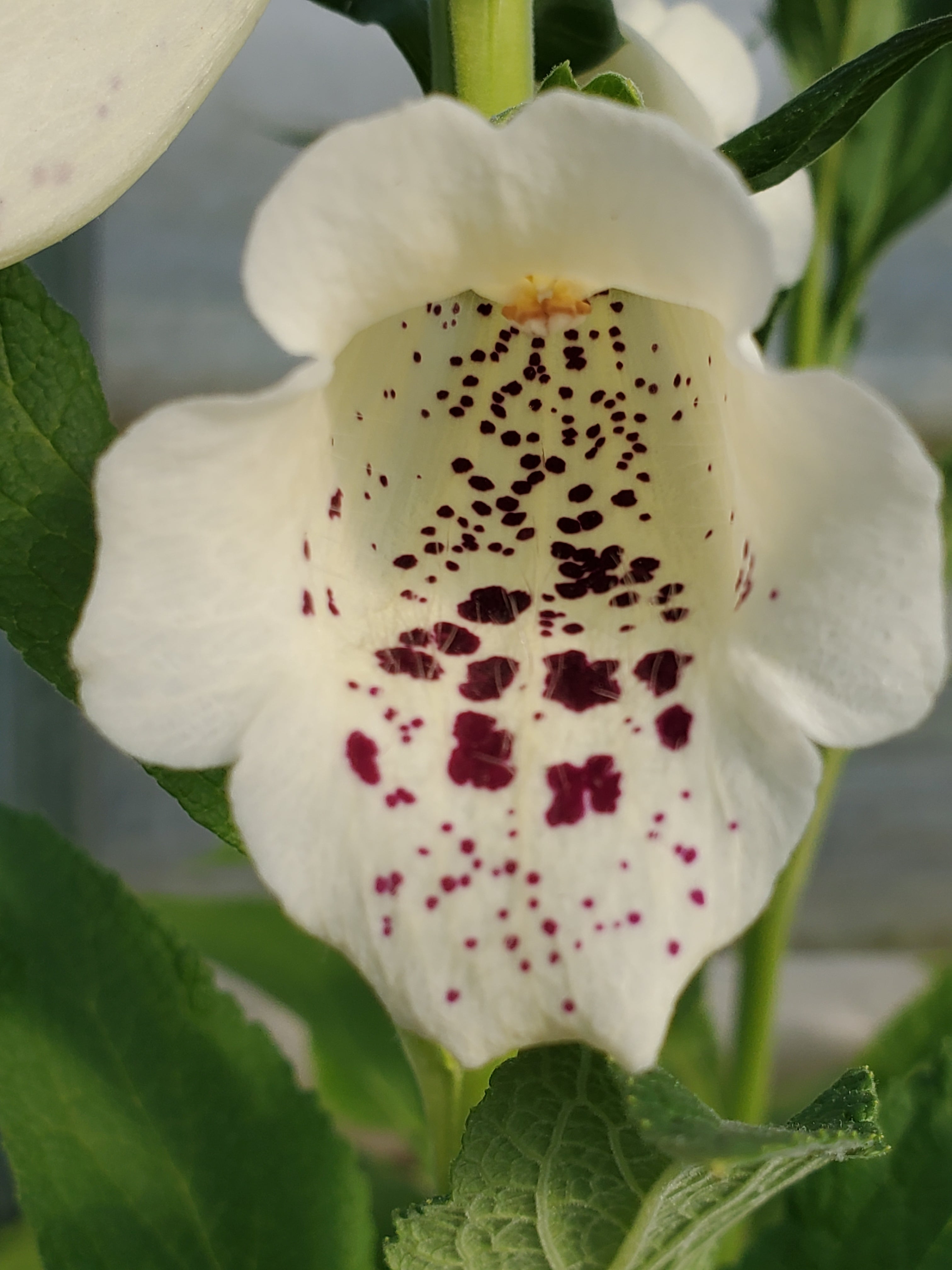 Foxglove