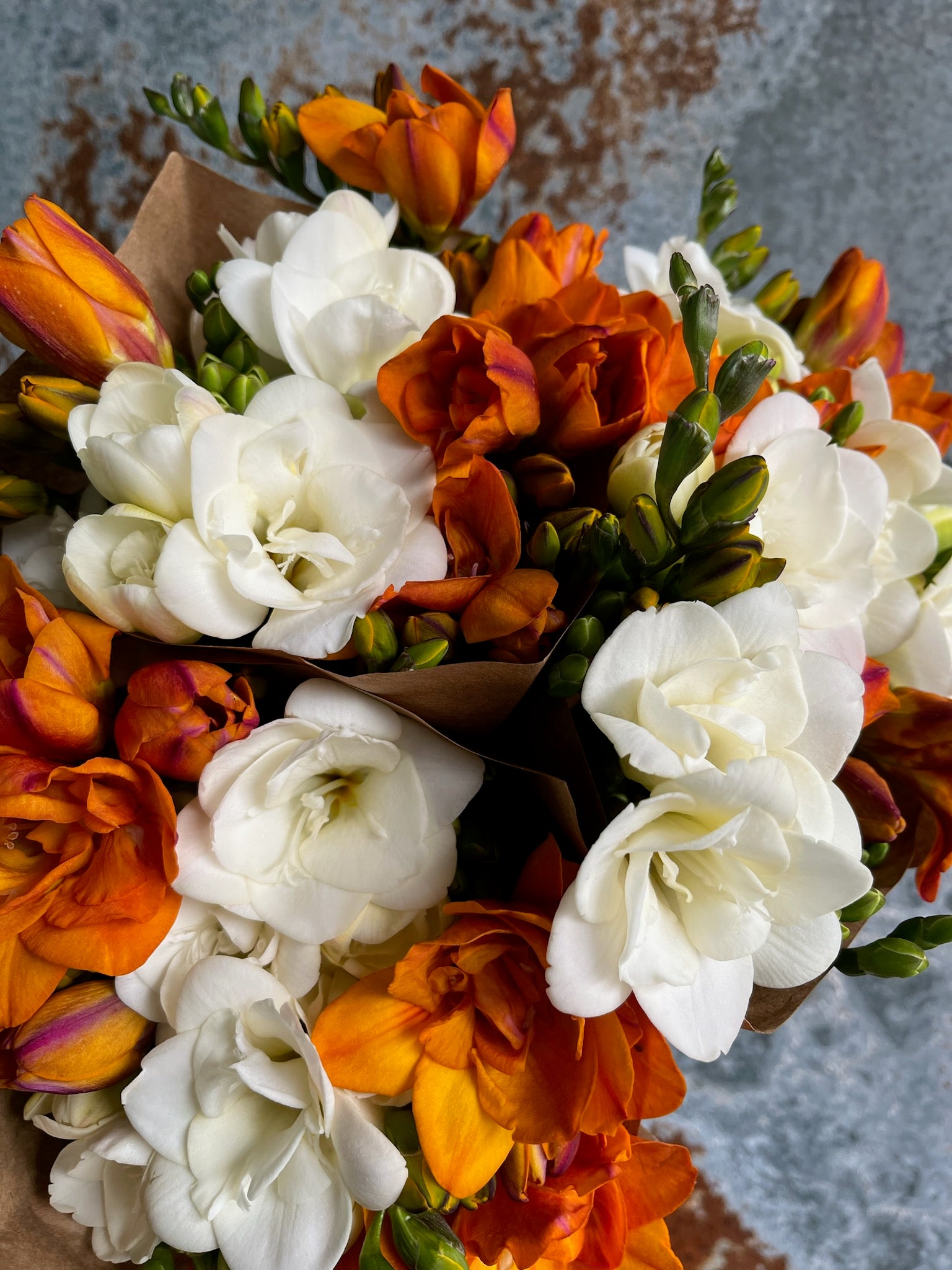 Freesia
