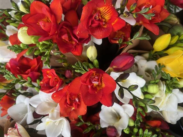 Freesia