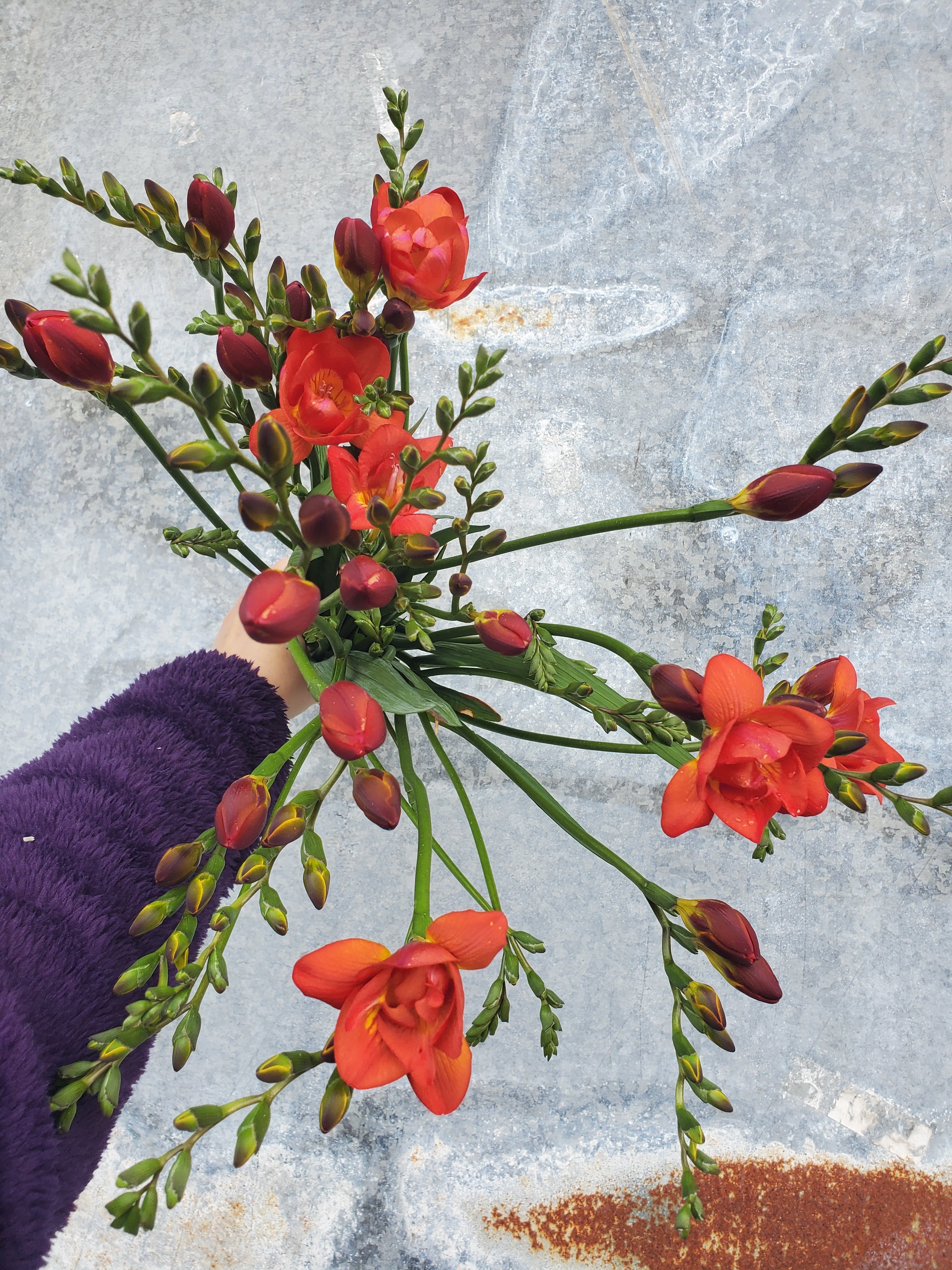 Freesia