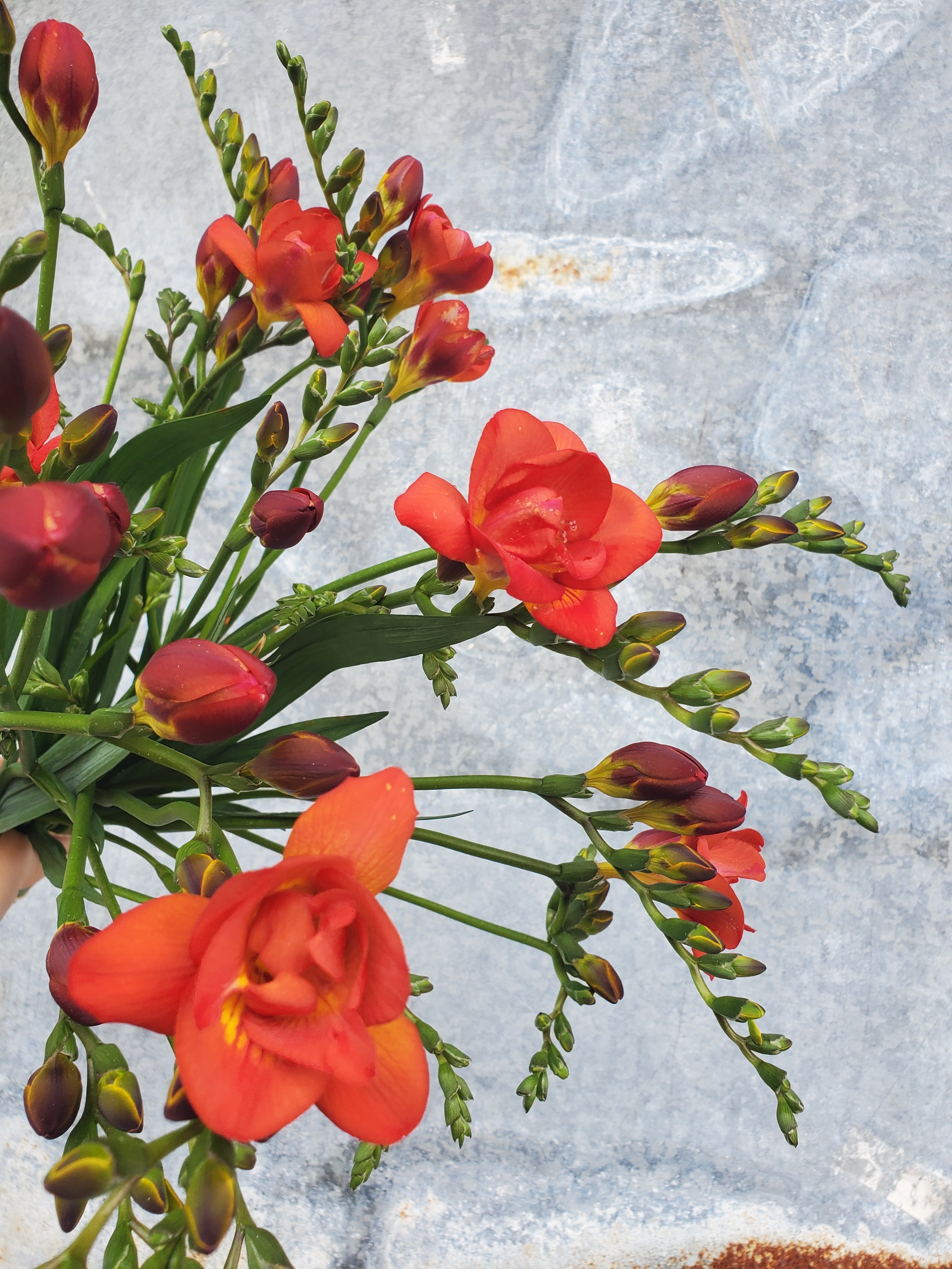 Freesia