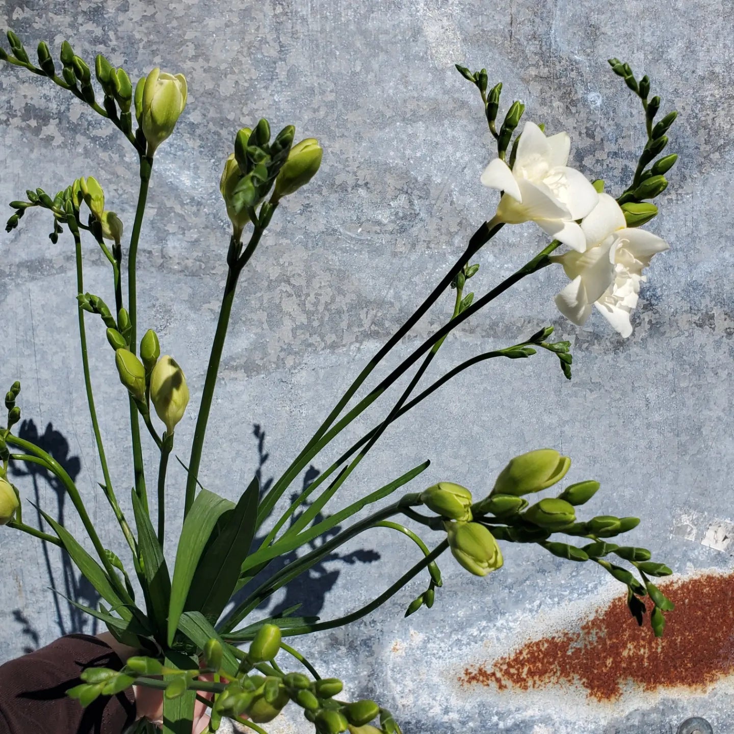 Freesia