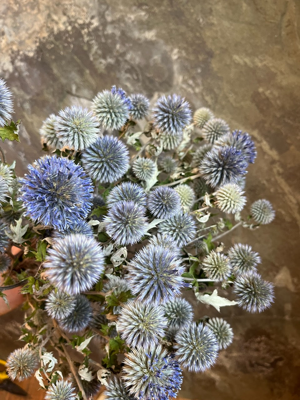 Echinops- DRIED