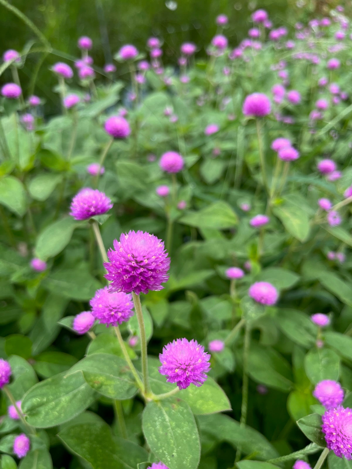 Gomphrena
