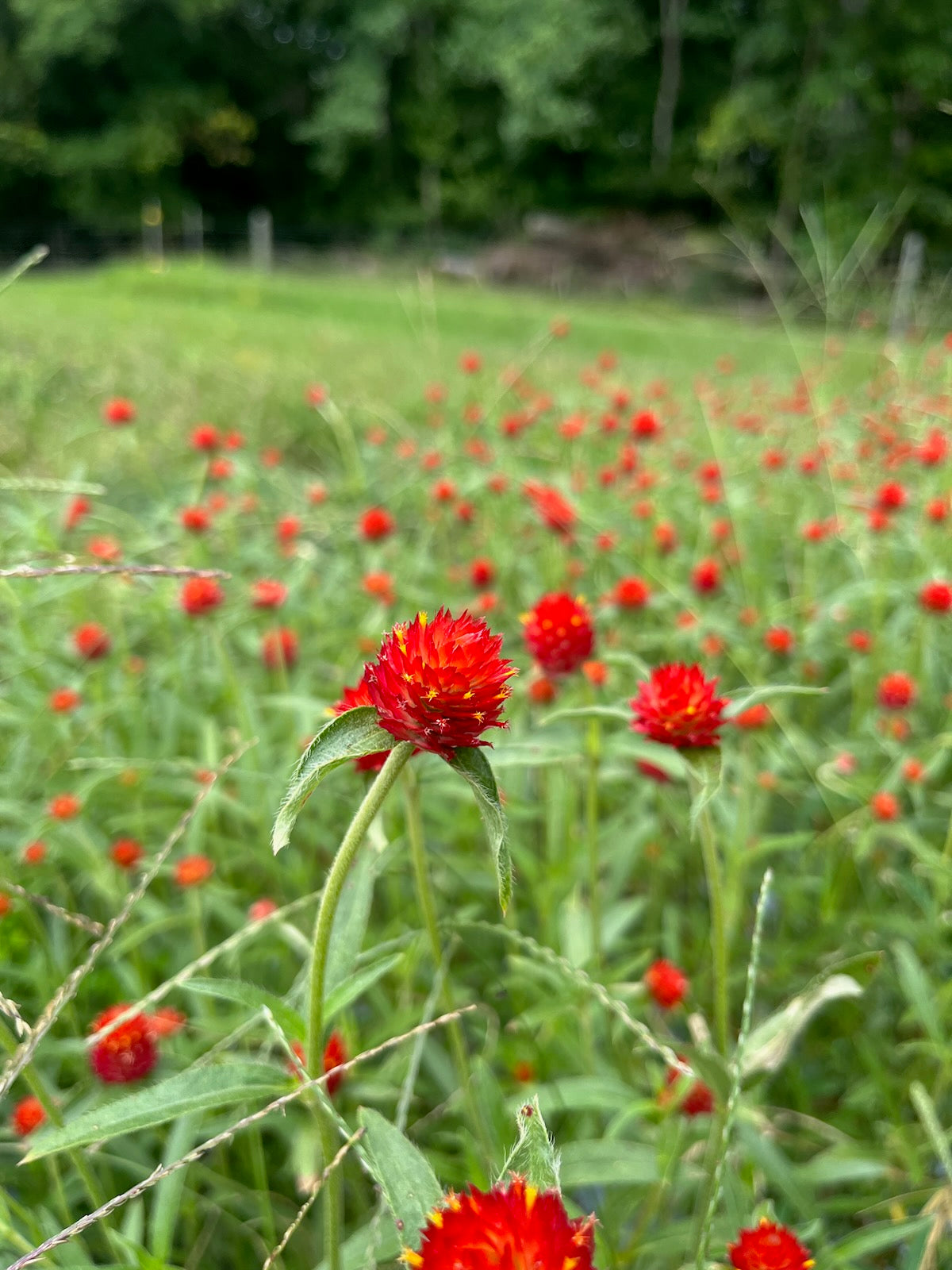 Gomphrena